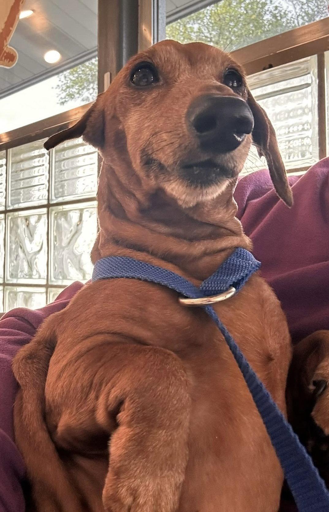 Manny, a Adopted Dachshund in Pearland, TX image 2/3