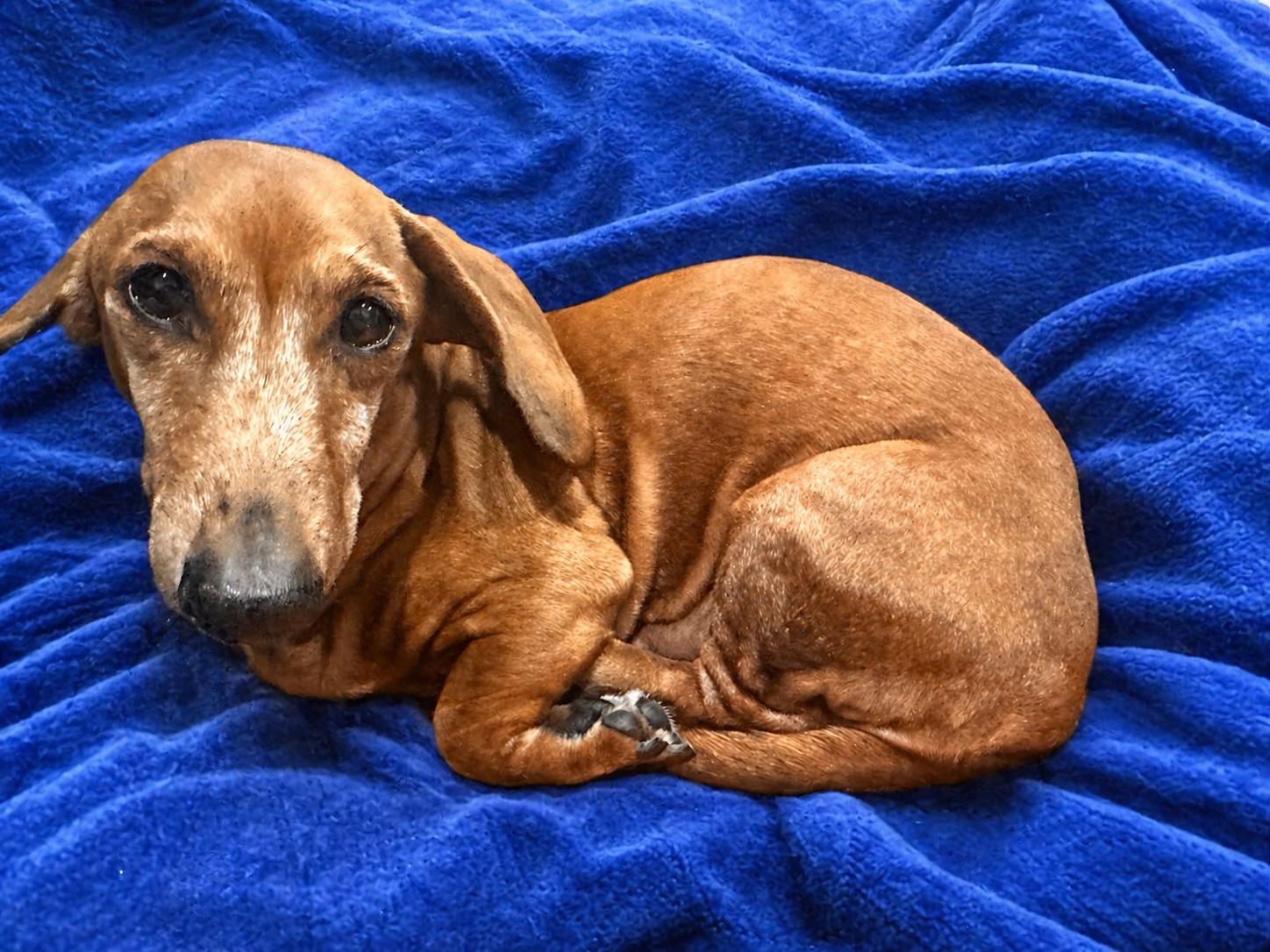 Manny, a Adopted Dachshund in Pearland, TX image 3/3