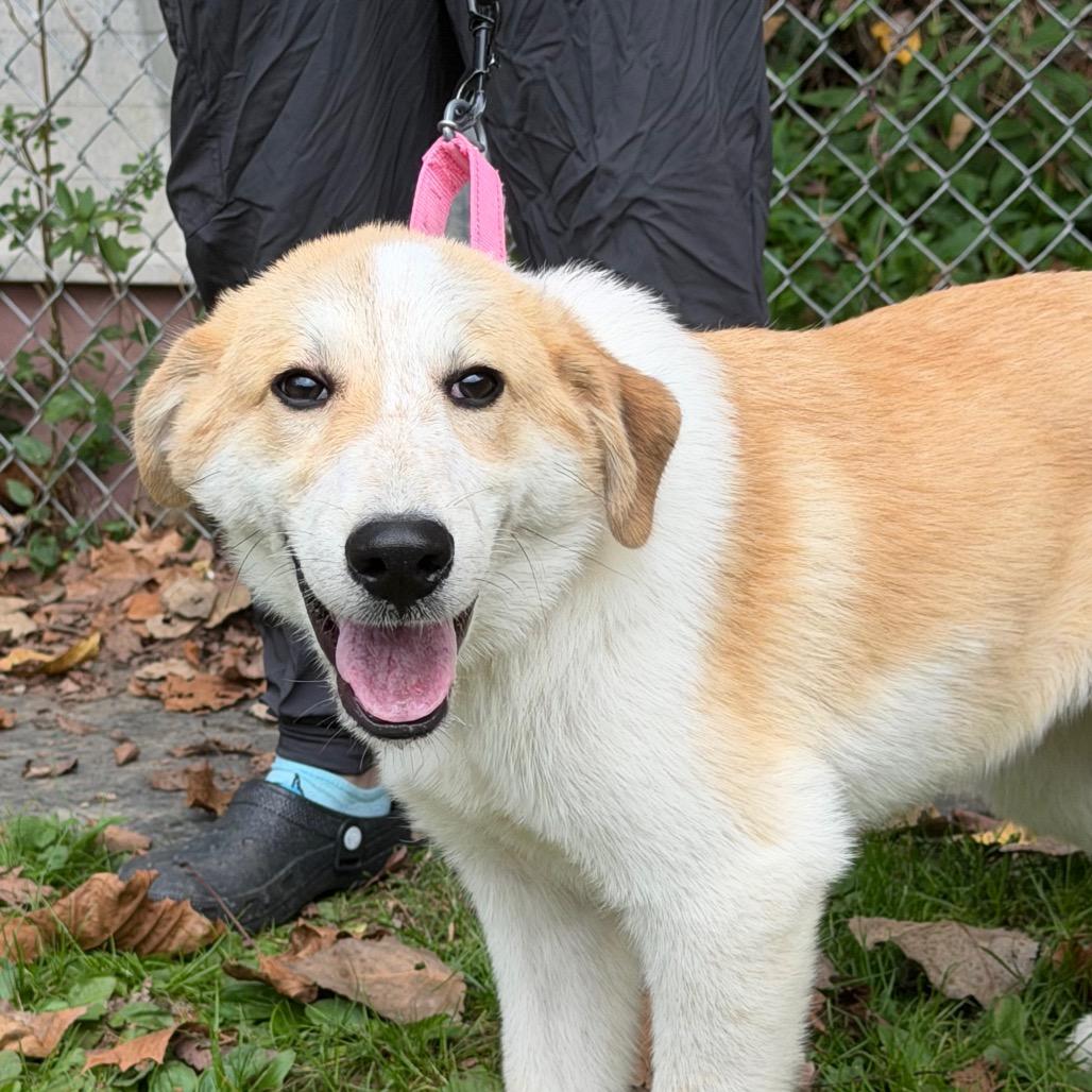 Enlarge Cooper, a Adoptable mixed breed in Zanesville, OH image 1/3