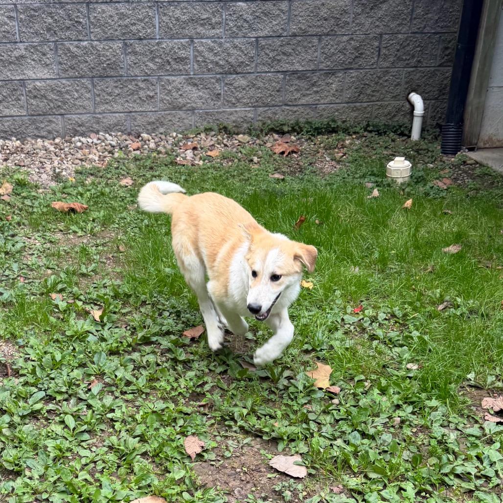 Enlarge Cooper, a Adoptable mixed breed in Zanesville, OH image 2/3