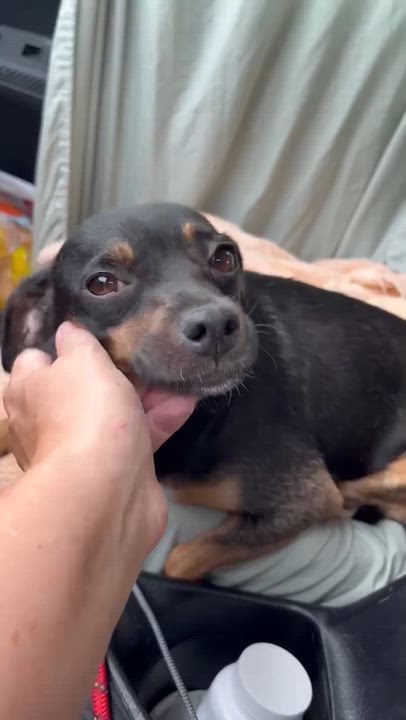 Enlarge Miss Bitty, an adopted mixed breed in Gulfport, MS video 6/6