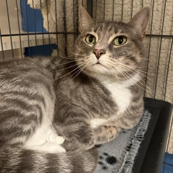 Namir, Adoptable, Adult Male Domestic Short Hair.