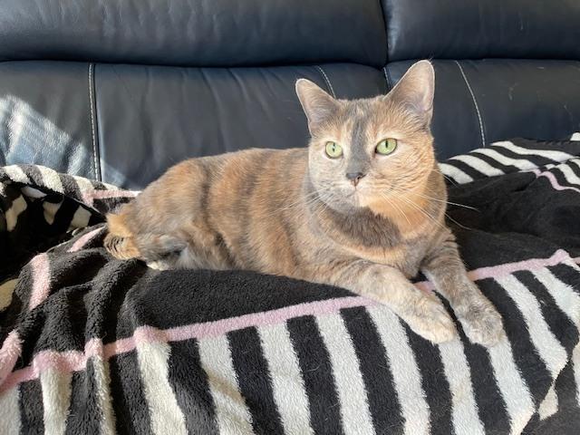 Enlarge Cookie, a Adoptable Domestic Medium Hair in Springdale, PA image 3/6