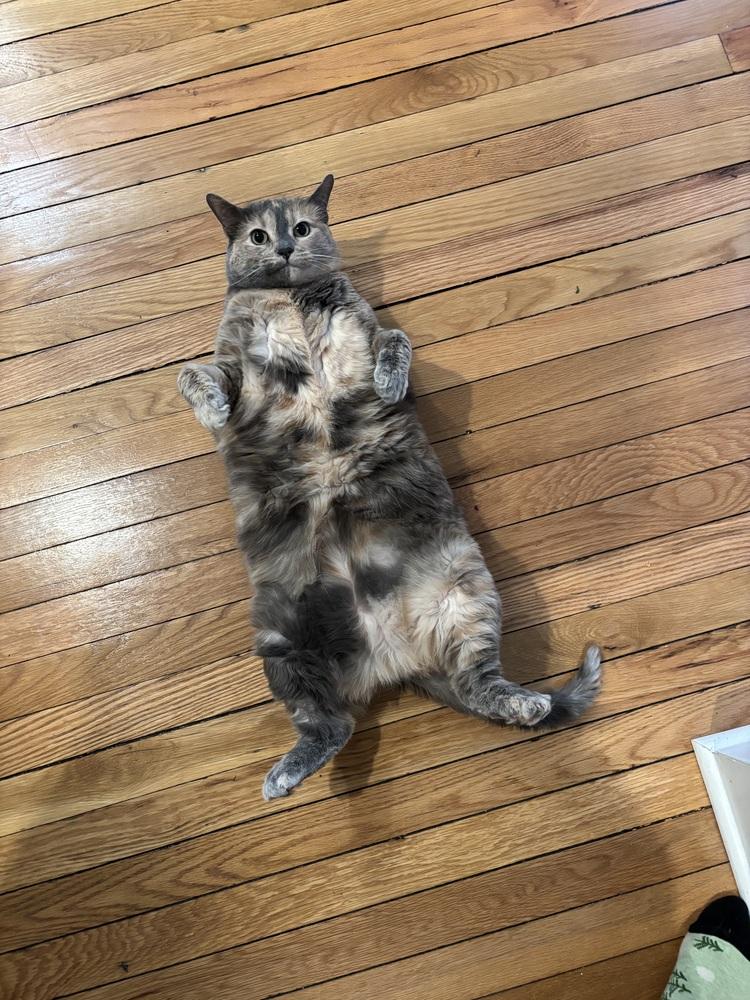 Enlarge Cookie, a Adoptable Domestic Medium Hair in Springdale, PA image 3/6