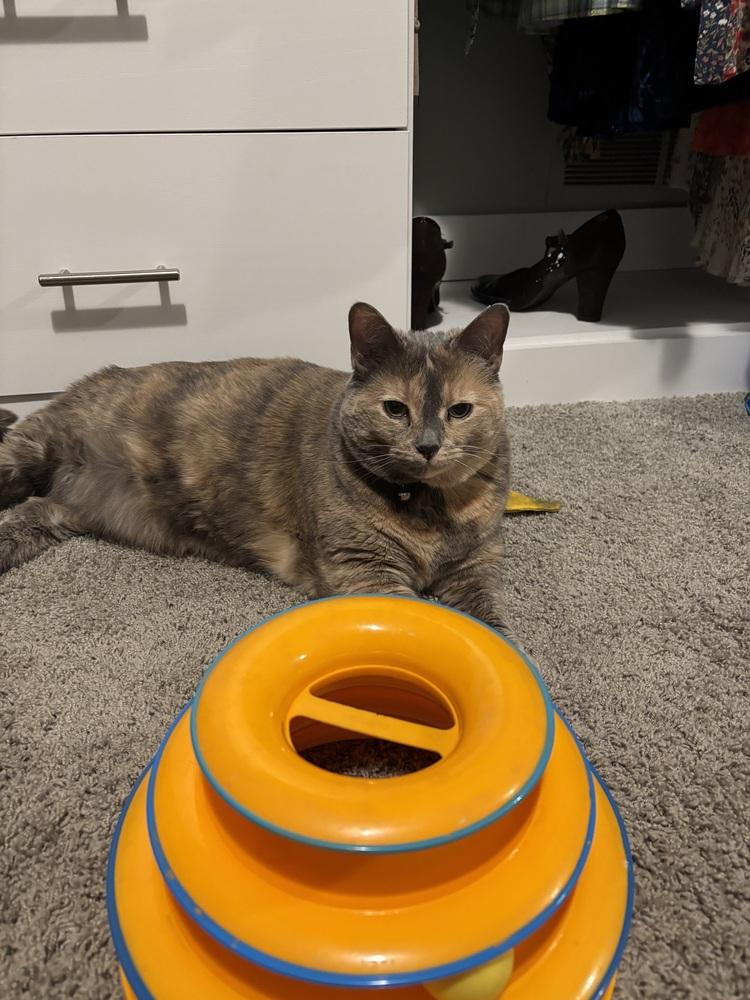 Enlarge Cookie, a Adoptable Domestic Medium Hair in Springdale, PA image 4/6