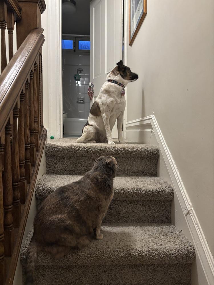 Enlarge Cookie, a Adoptable Domestic Medium Hair in Springdale, PA image 6/6