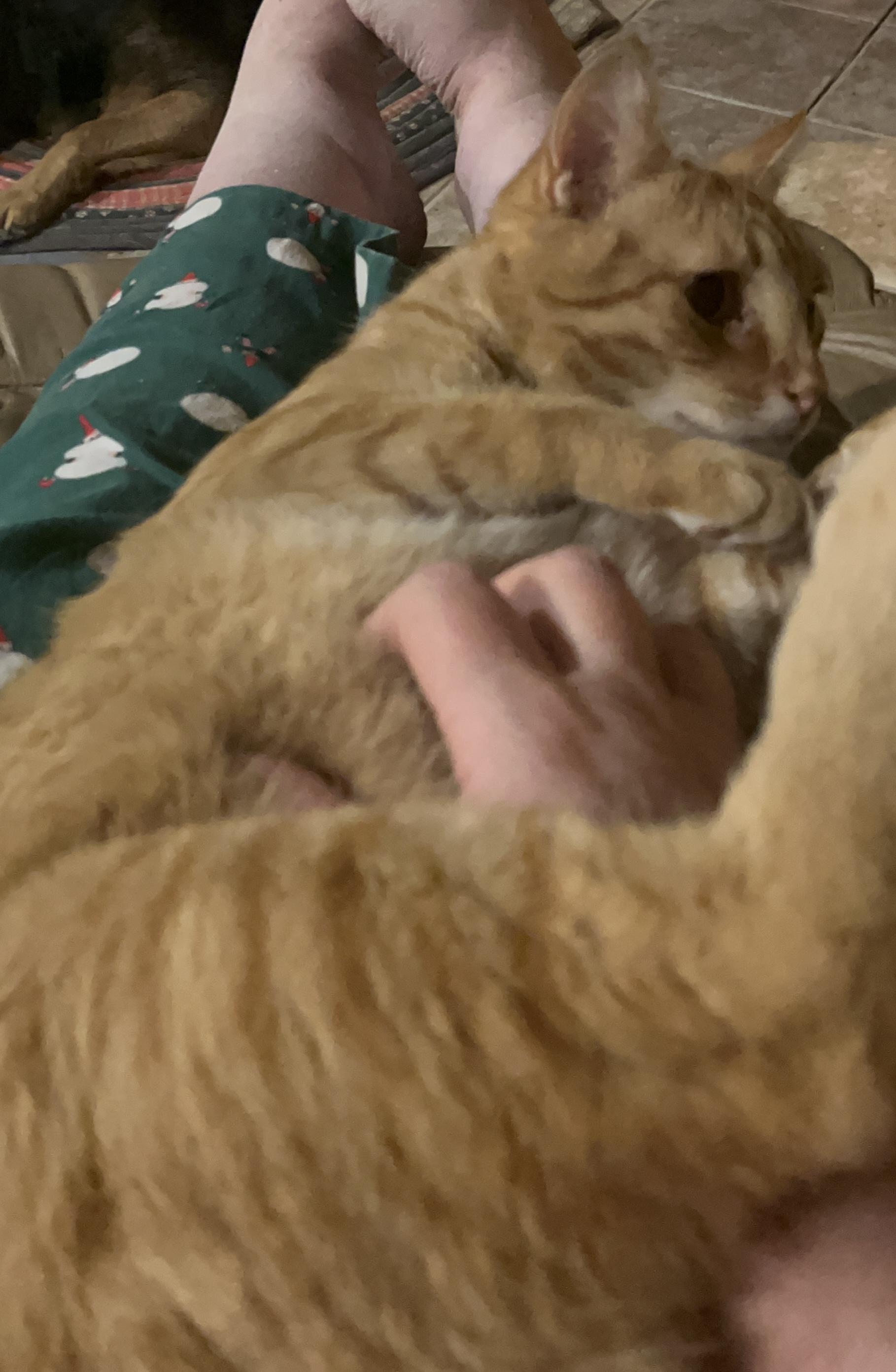 Enlarge Ozzie, a Adoptable mixed breed in Moreno Valley, CA image 5/5