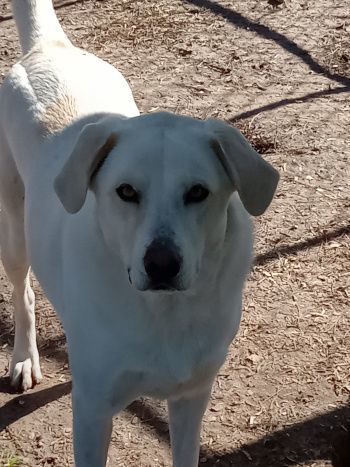 Maxine, Adoptable, Adult Female Labrador Retriever & Mixed Breed.