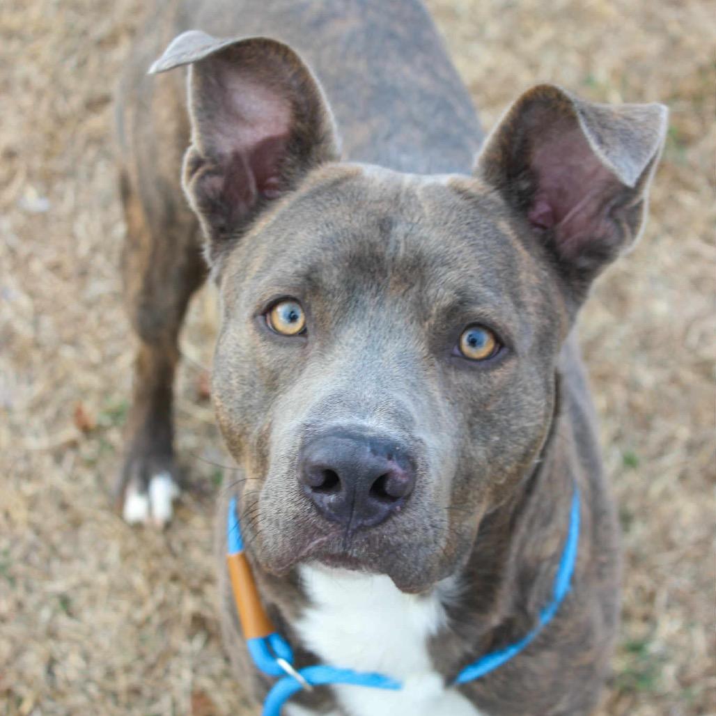 Enlarge Carnitine, a Adoptable Mixed Breed in Pauls Valley, OK image 1/1