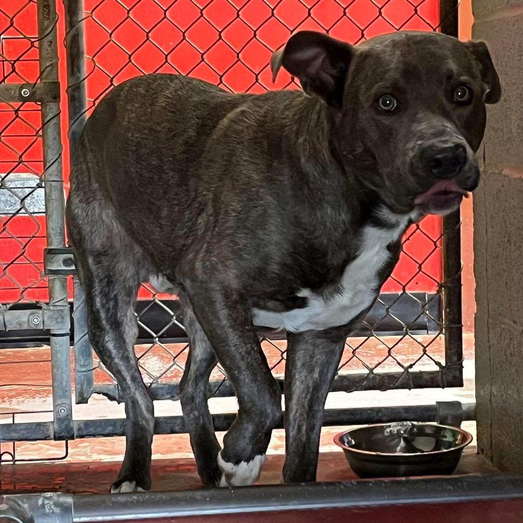 Enlarge Carnitine, a Adoptable Mixed Breed in Pauls Valley, OK image 1/1