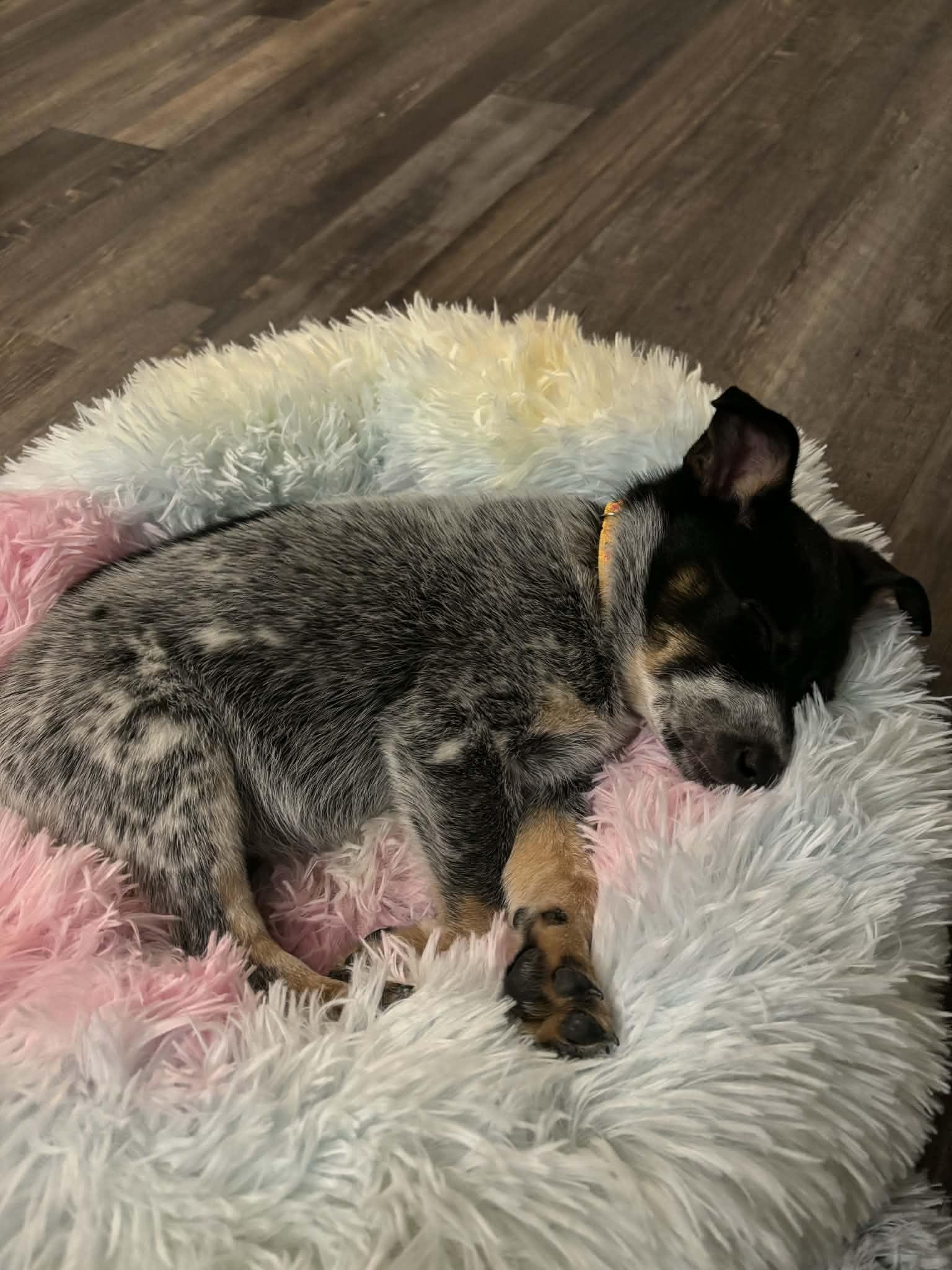 Enlarge Josephine, a ADOPTABLE Australian Cattle Dog / Blue Heeler in Aledo, TX image 1/4