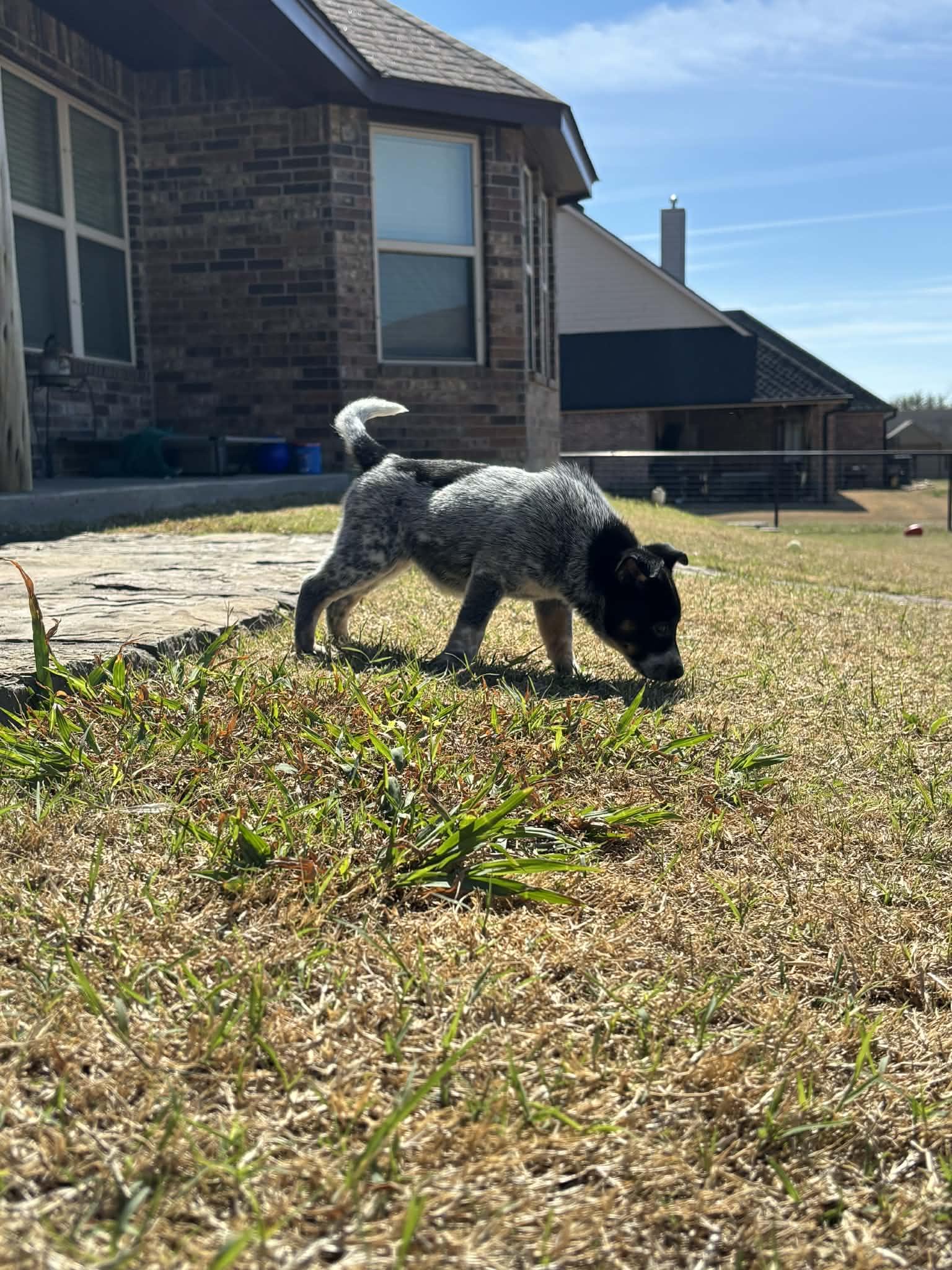 Enlarge Josephine, a ADOPTABLE Australian Cattle Dog / Blue Heeler in Aledo, TX image 3/4