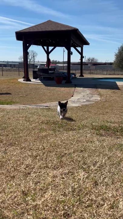 Enlarge Josephine, a ADOPTABLE Australian Cattle Dog / Blue Heeler in Aledo, TX video 2/4