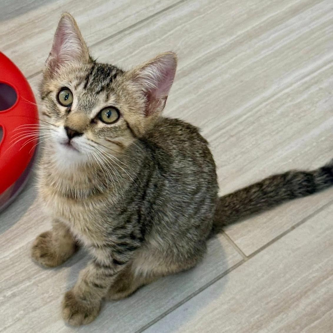 Figaro, a ADOPTABLE Domestic Short Hair in Queen Creek, AZ image 4/6