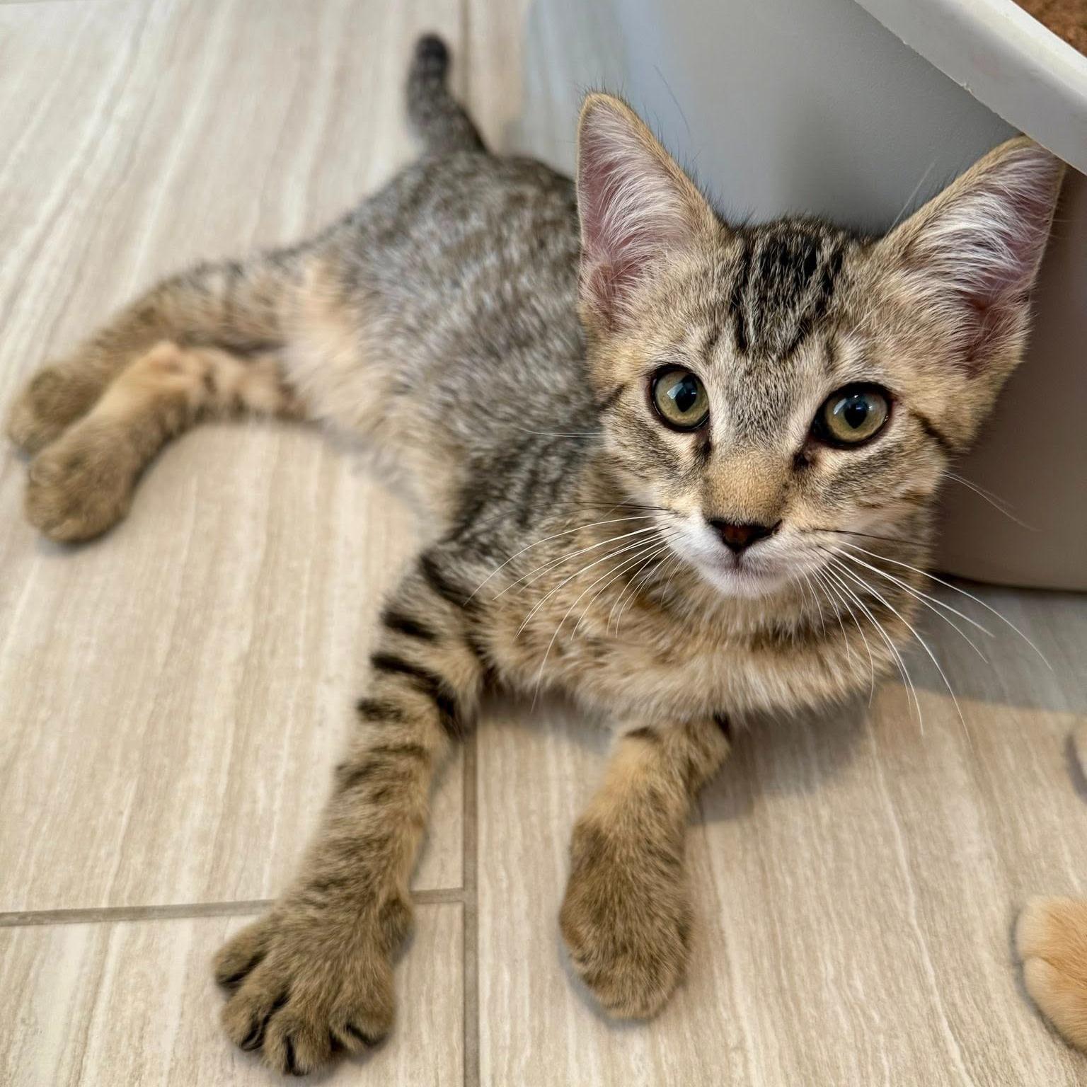 Figaro, a ADOPTABLE Domestic Short Hair in Queen Creek, AZ image 3/6