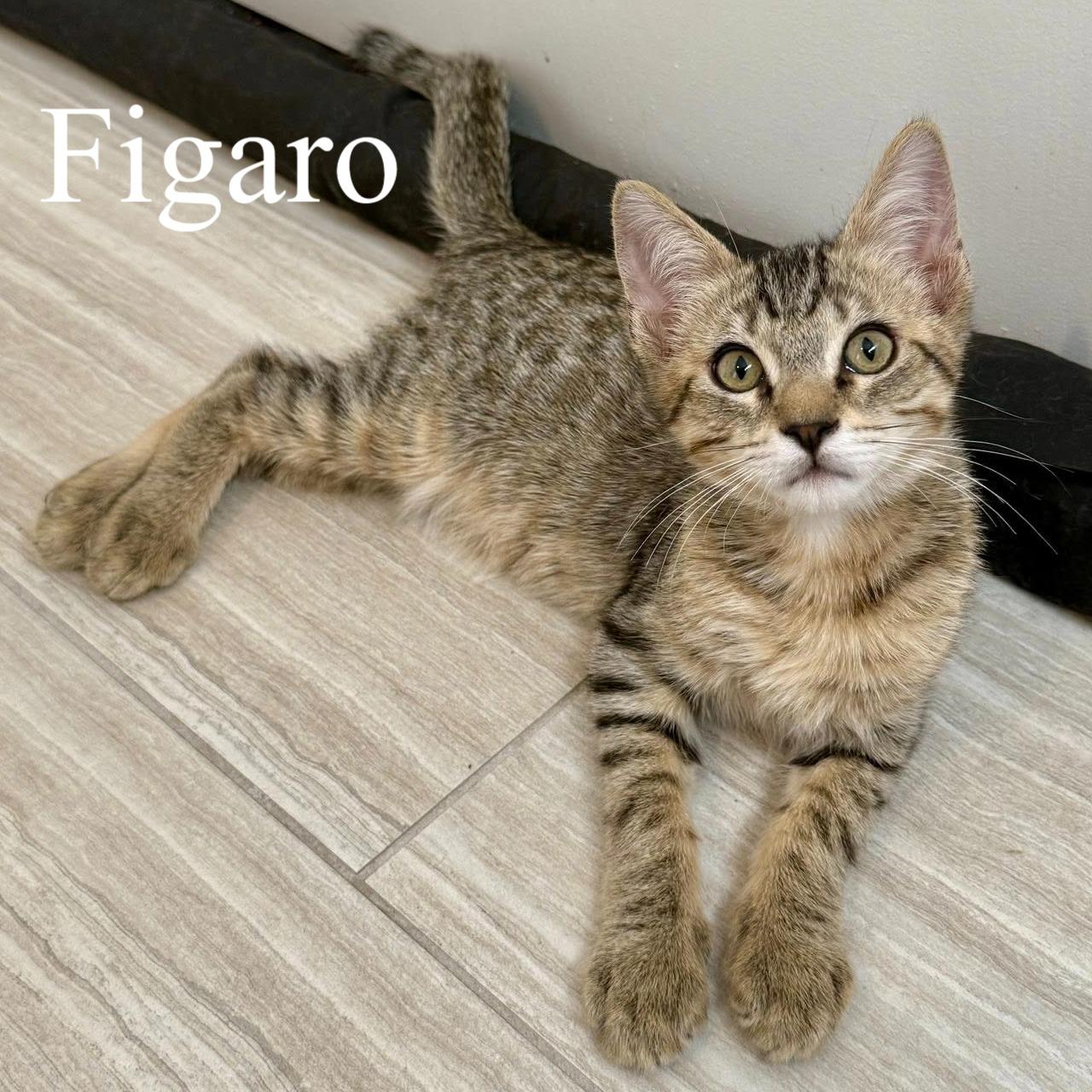 Figaro, ADOPTABLE, Kitten Male Domestic Short Hair.