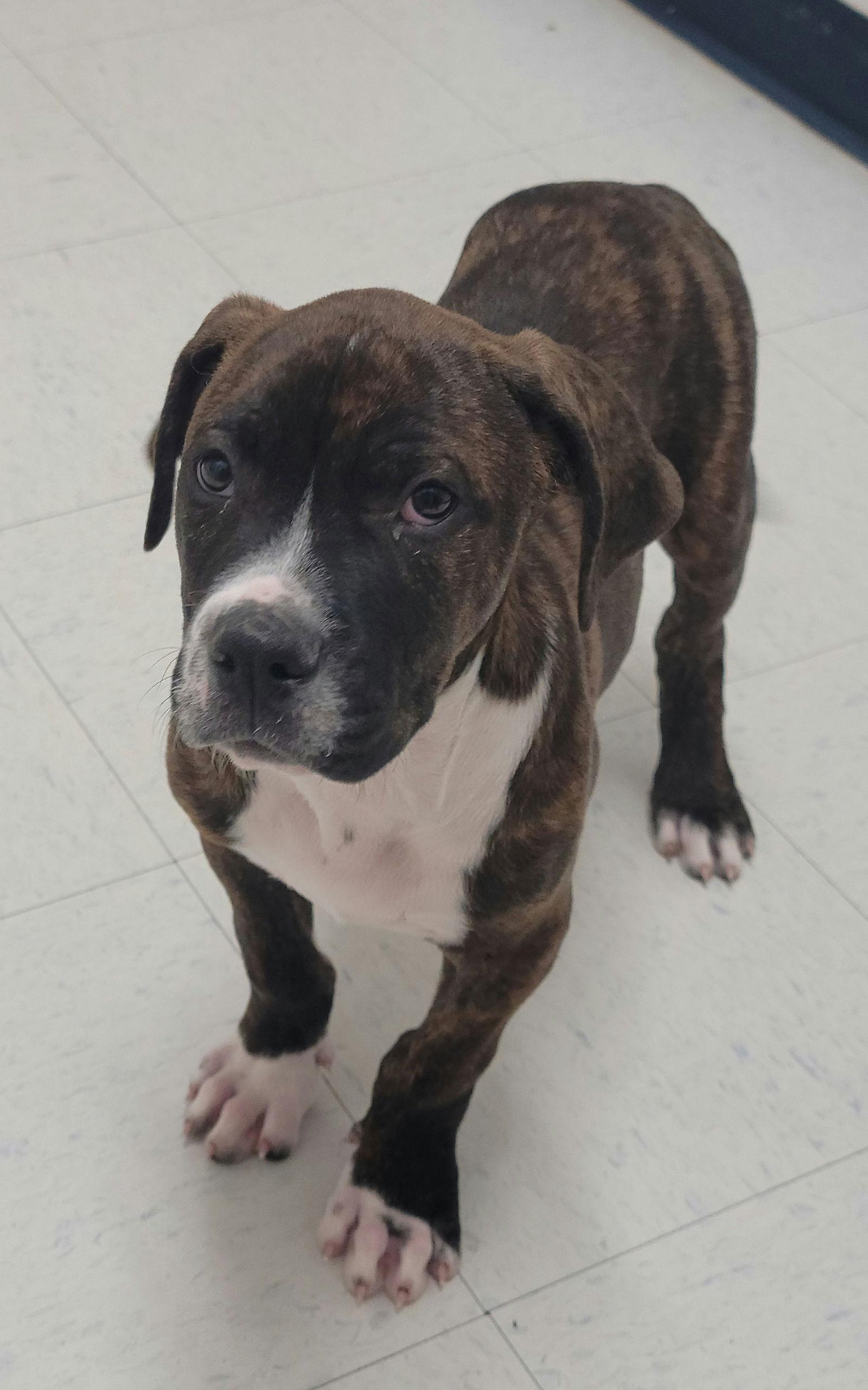 Tito, Adopted, Young Male American Bulldog.