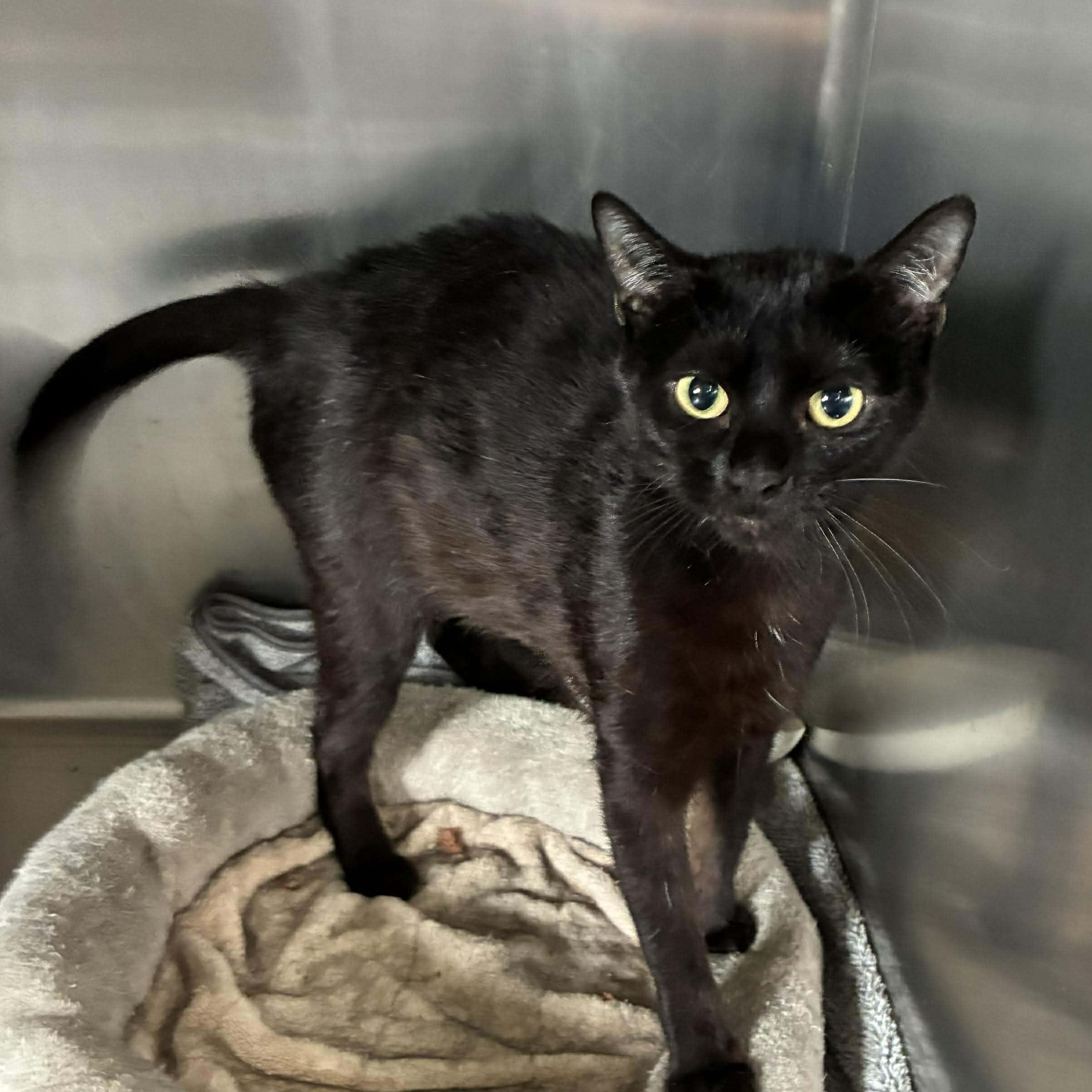 Enlarge Mystic, a Adoptable mixed breed in Petersburg, IL image 4/5