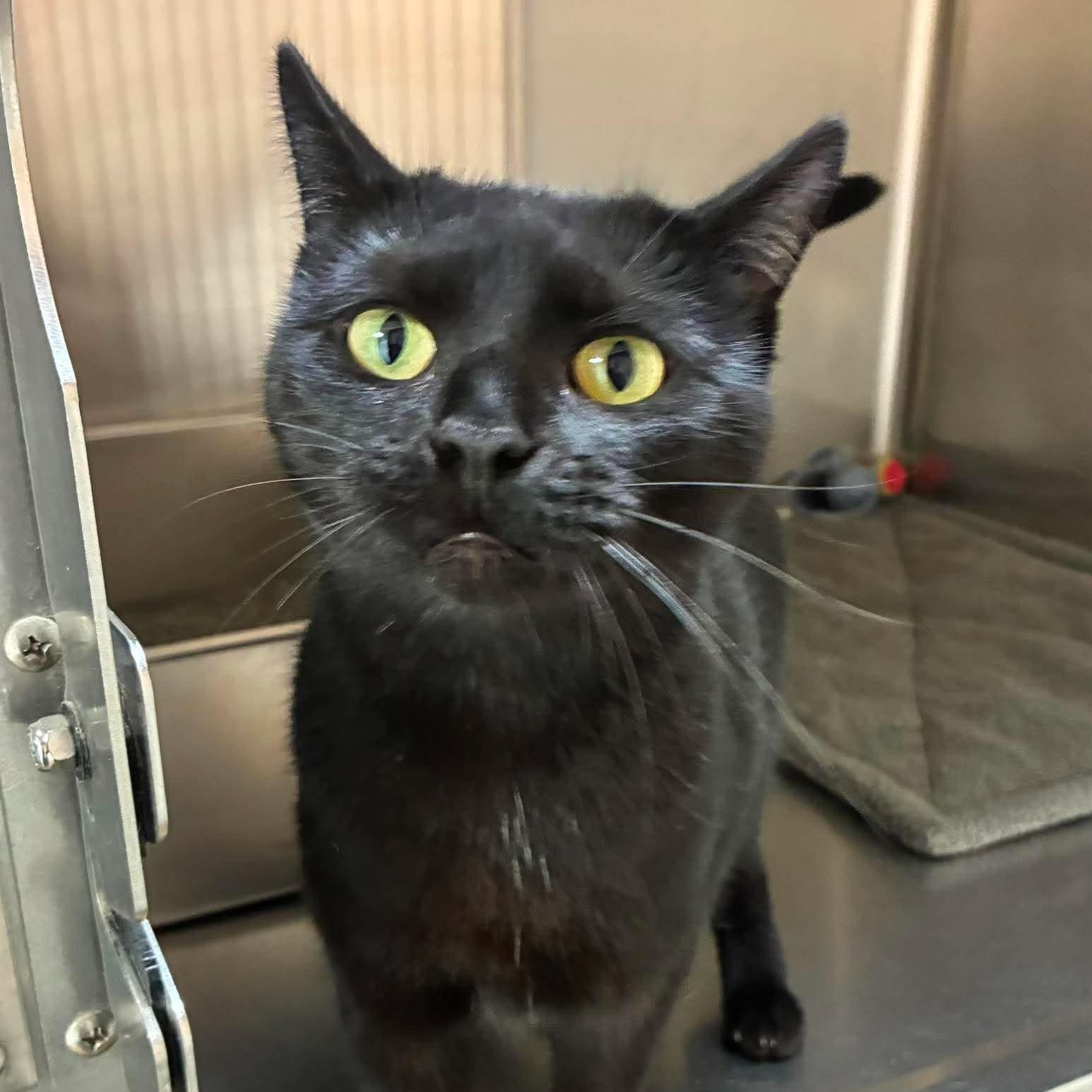 Enlarge Mystic, a Adoptable mixed breed in Petersburg, IL image 1/6