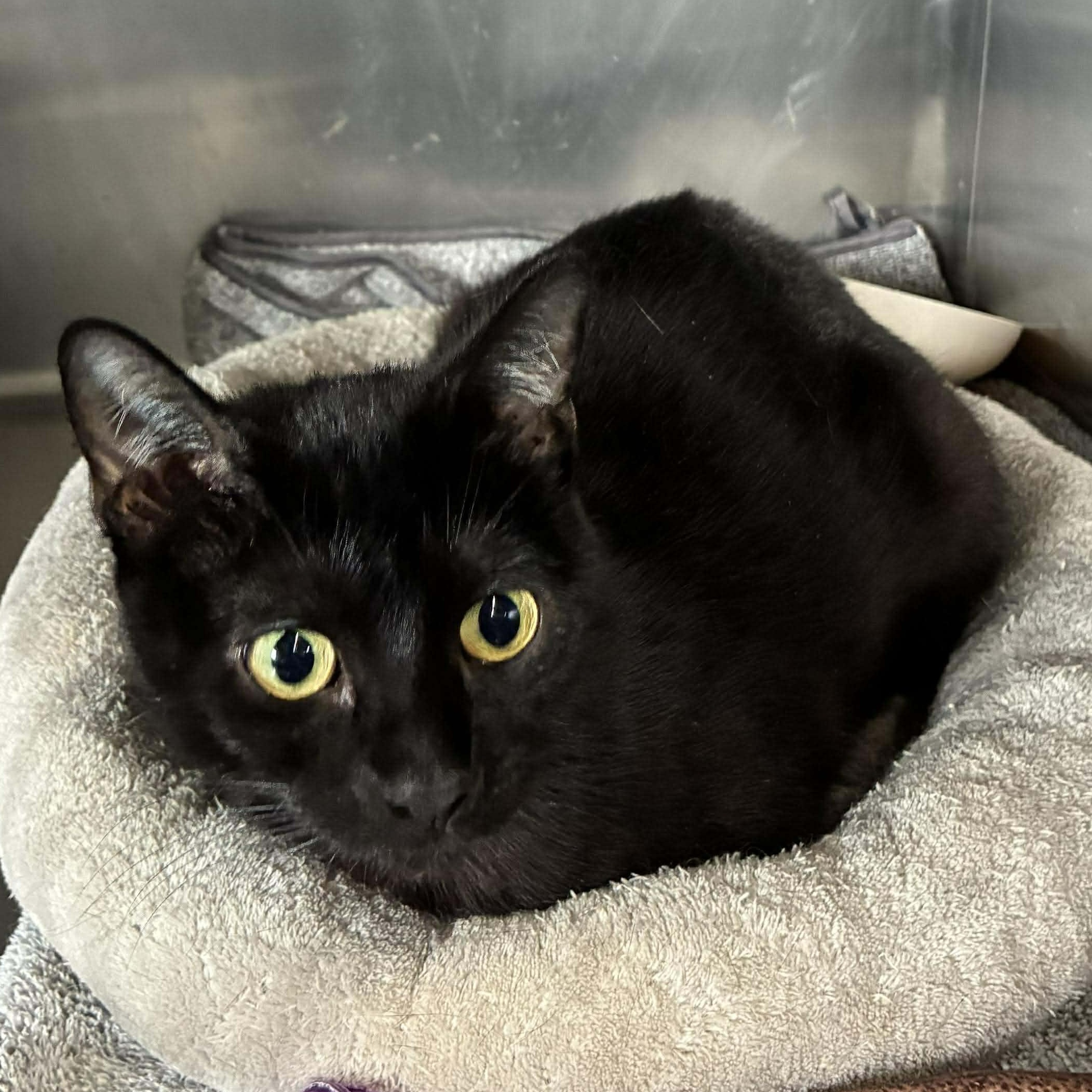 Enlarge Mystic, a Adoptable mixed breed in Petersburg, IL image 3/5