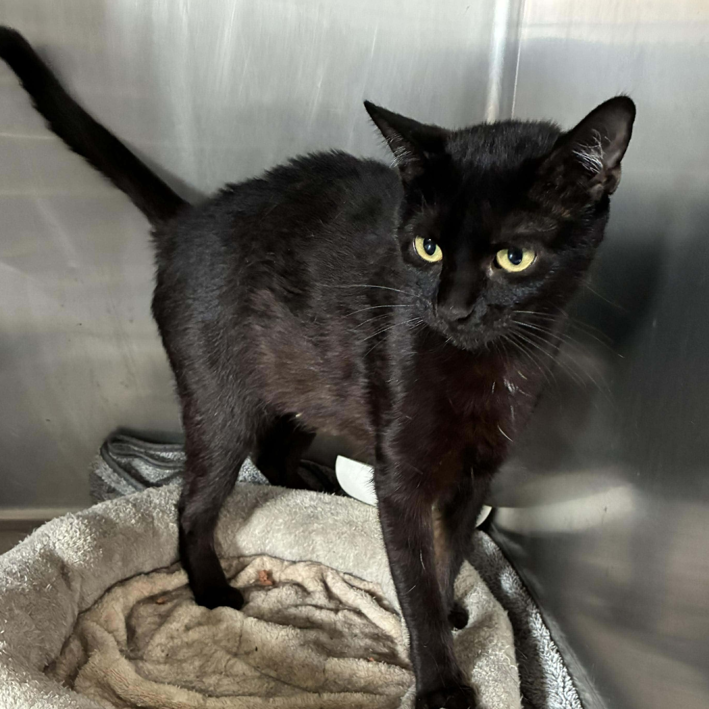 Enlarge Mystic, a Adoptable mixed breed in Petersburg, IL image 5/5