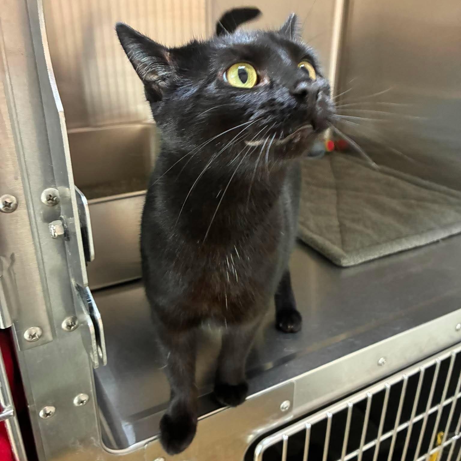 Enlarge Mystic, a Adoptable mixed breed in Petersburg, IL image 3/6