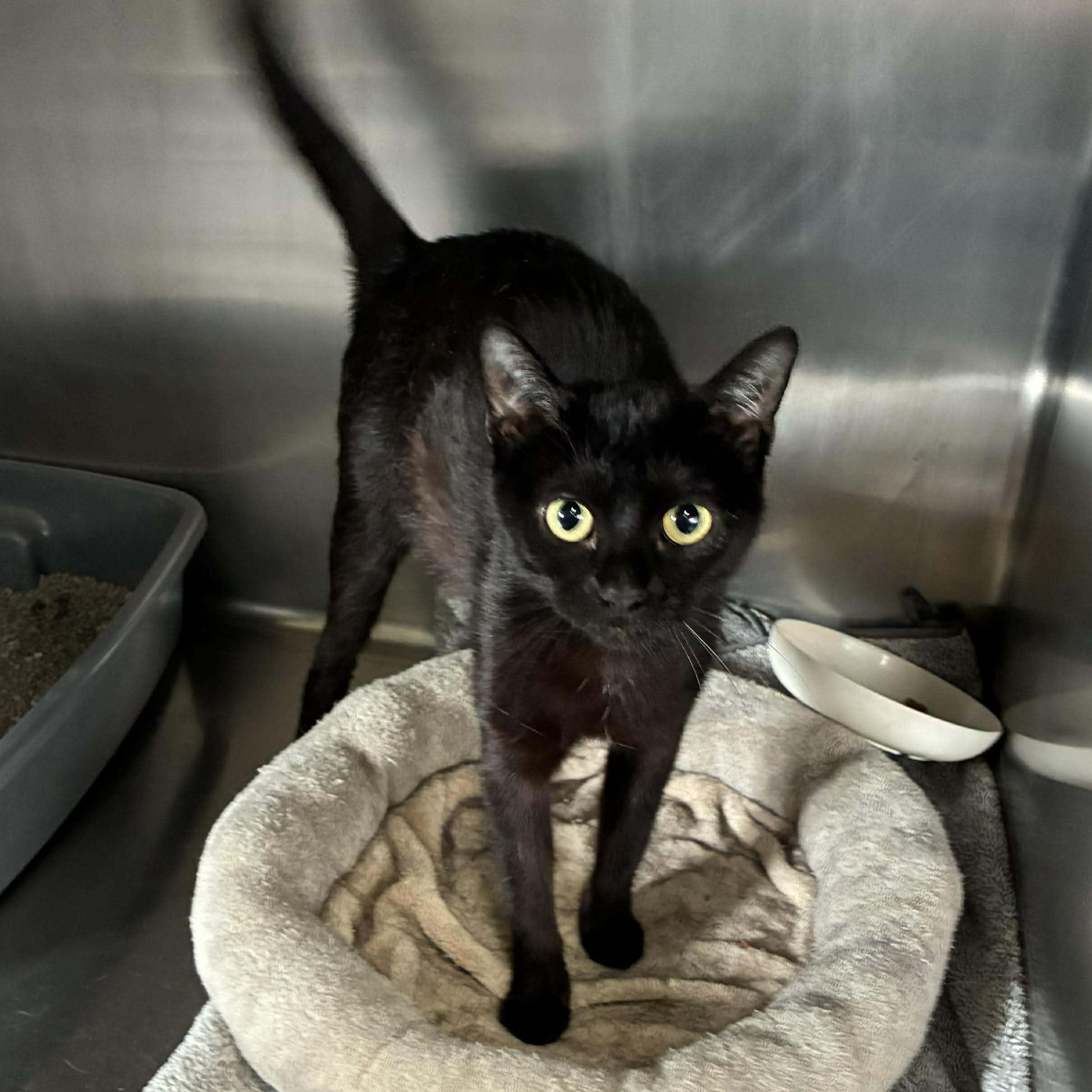 Enlarge Mystic, a Adoptable mixed breed in Petersburg, IL image 2/5