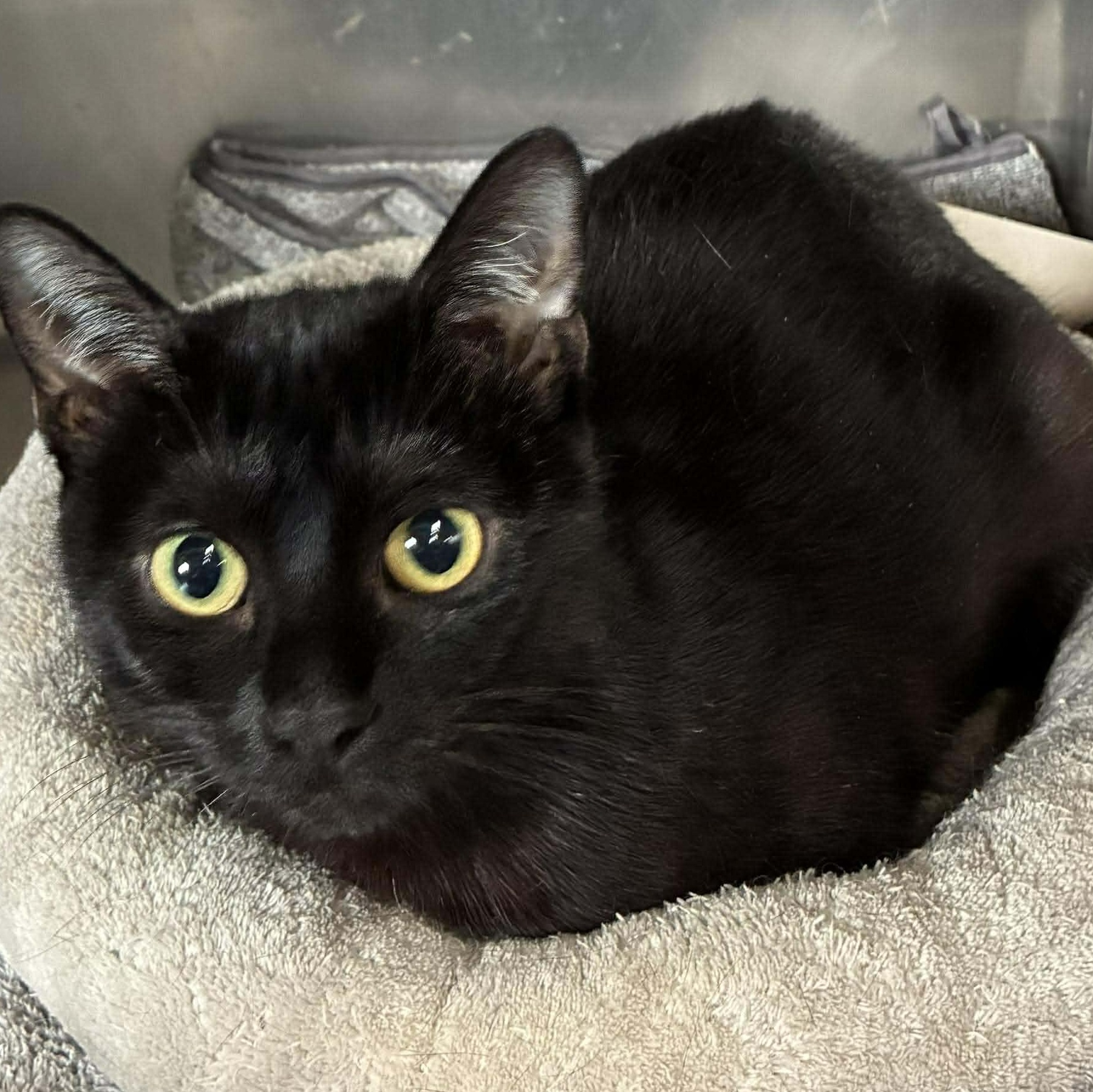 Mystic, Adoptable, Young Female Domestic Short Hair.