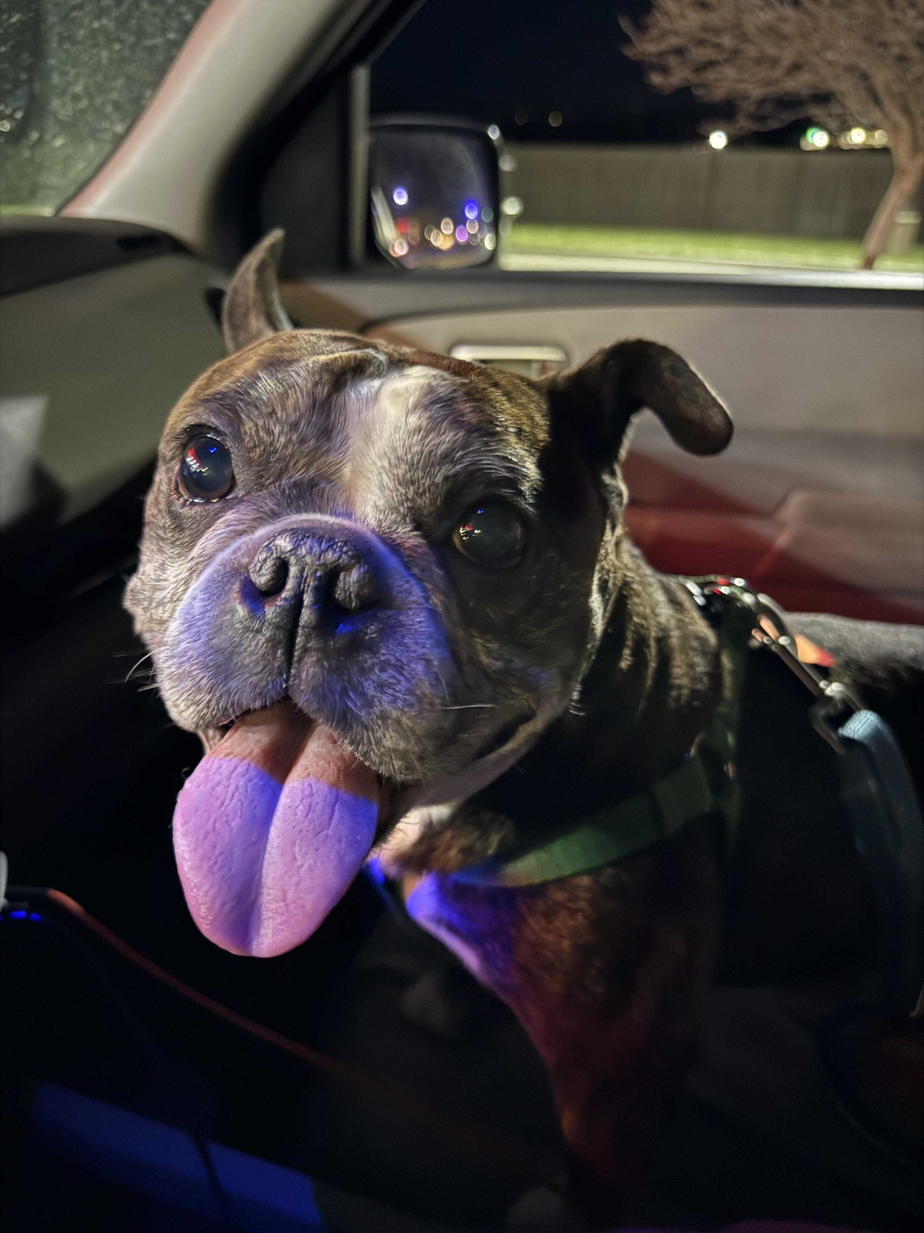 Enlarge Tucker in MO, a ADOPTABLE mixed breed in St Louis, MO image 5/6