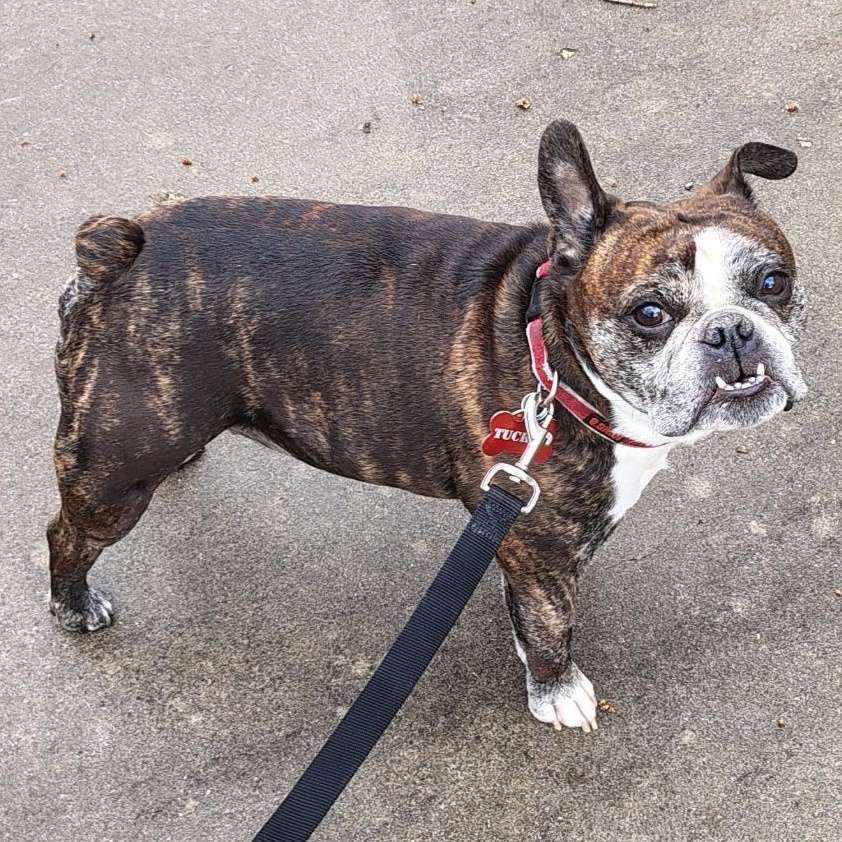 Tucker in MO, ADOPTABLE, Adult Male Boston Terrier & English Bulldog.