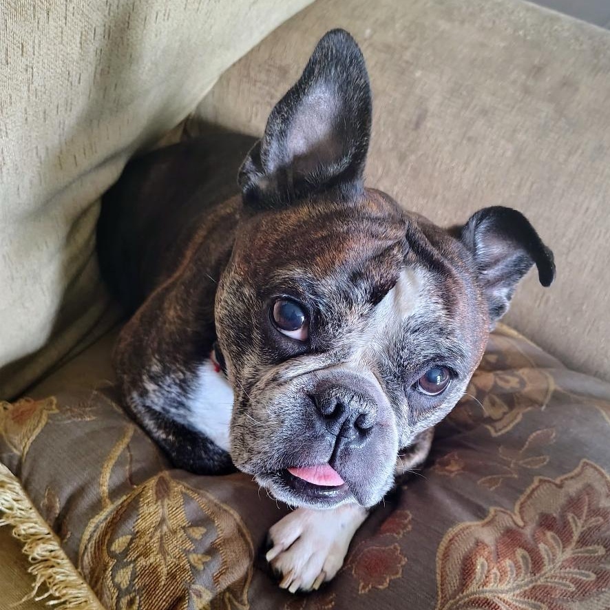 Enlarge Tucker in MO, a ADOPTABLE mixed breed in St Louis, MO image 2/6