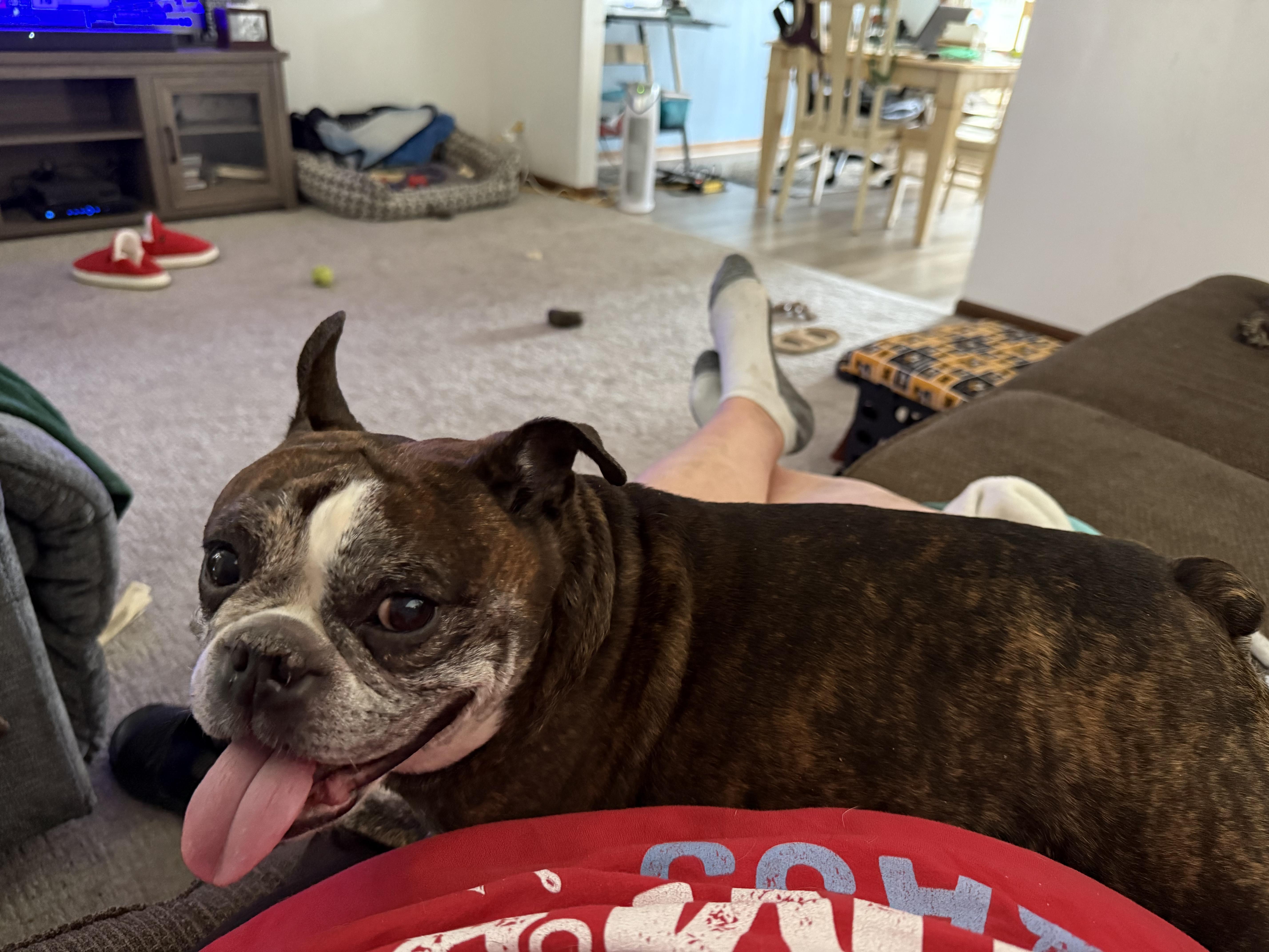 Enlarge Tucker in MO, a ADOPTABLE mixed breed in St Louis, MO image 6/6