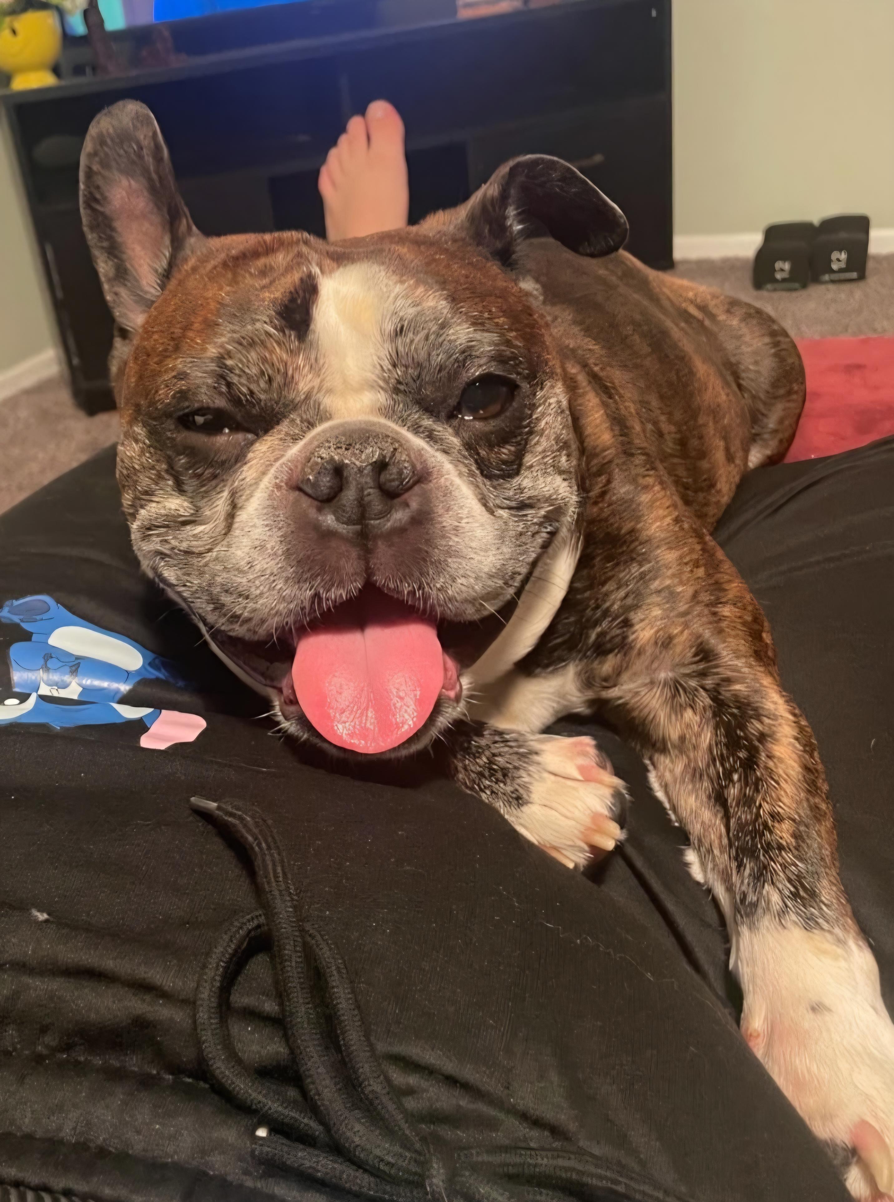 Enlarge Tucker in MO, a ADOPTABLE mixed breed in St Louis, MO image 3/6