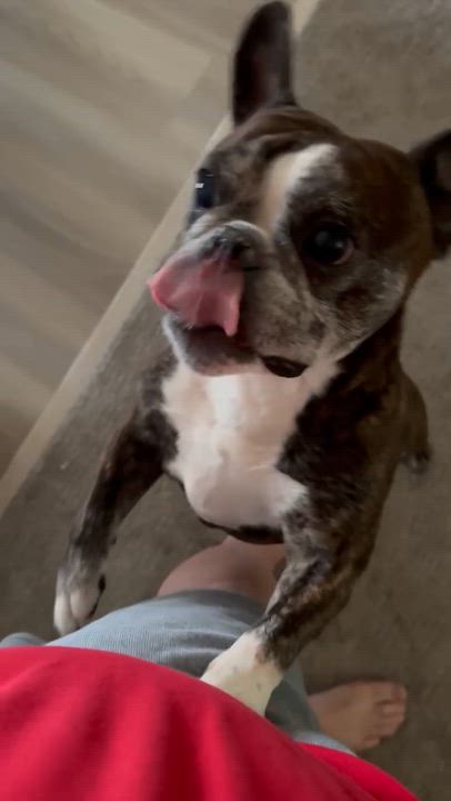 Enlarge Tucker in MO, a ADOPTABLE mixed breed in St Louis, MO video 4/6