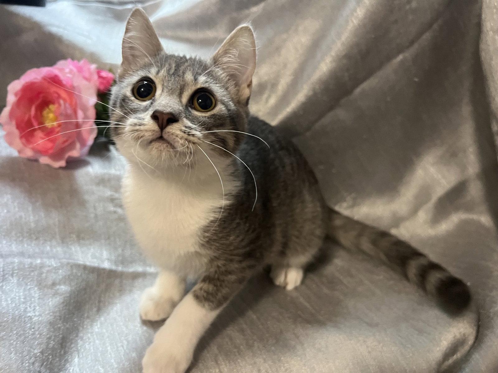 Pounce, Adoptable, Kitten Female Tabby & Domestic Short Hair.
