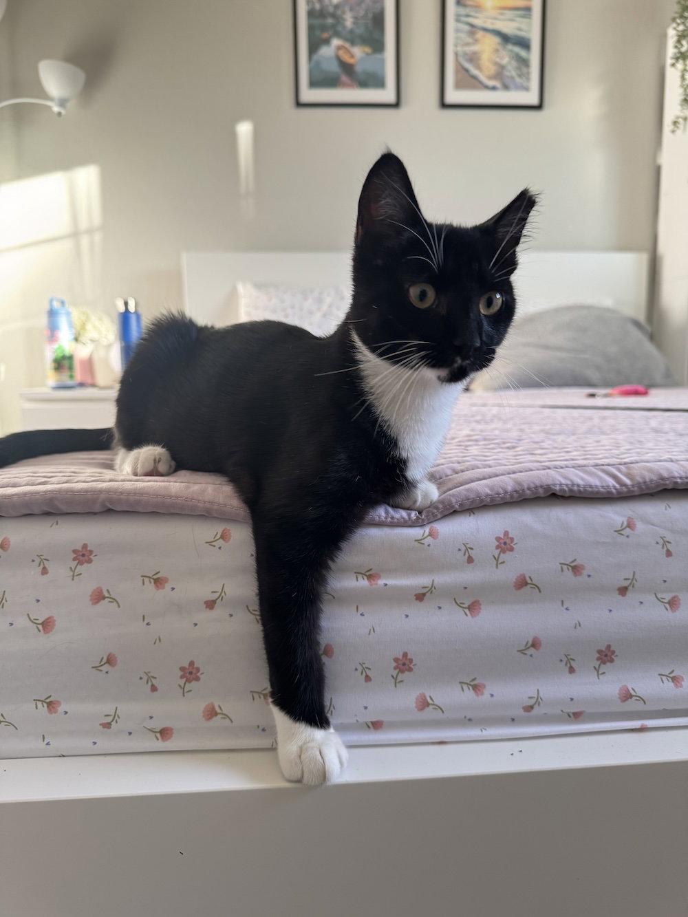 Enlarge Birch, a Adoptable Domestic Short Hair in San Jose, CA image 1/3