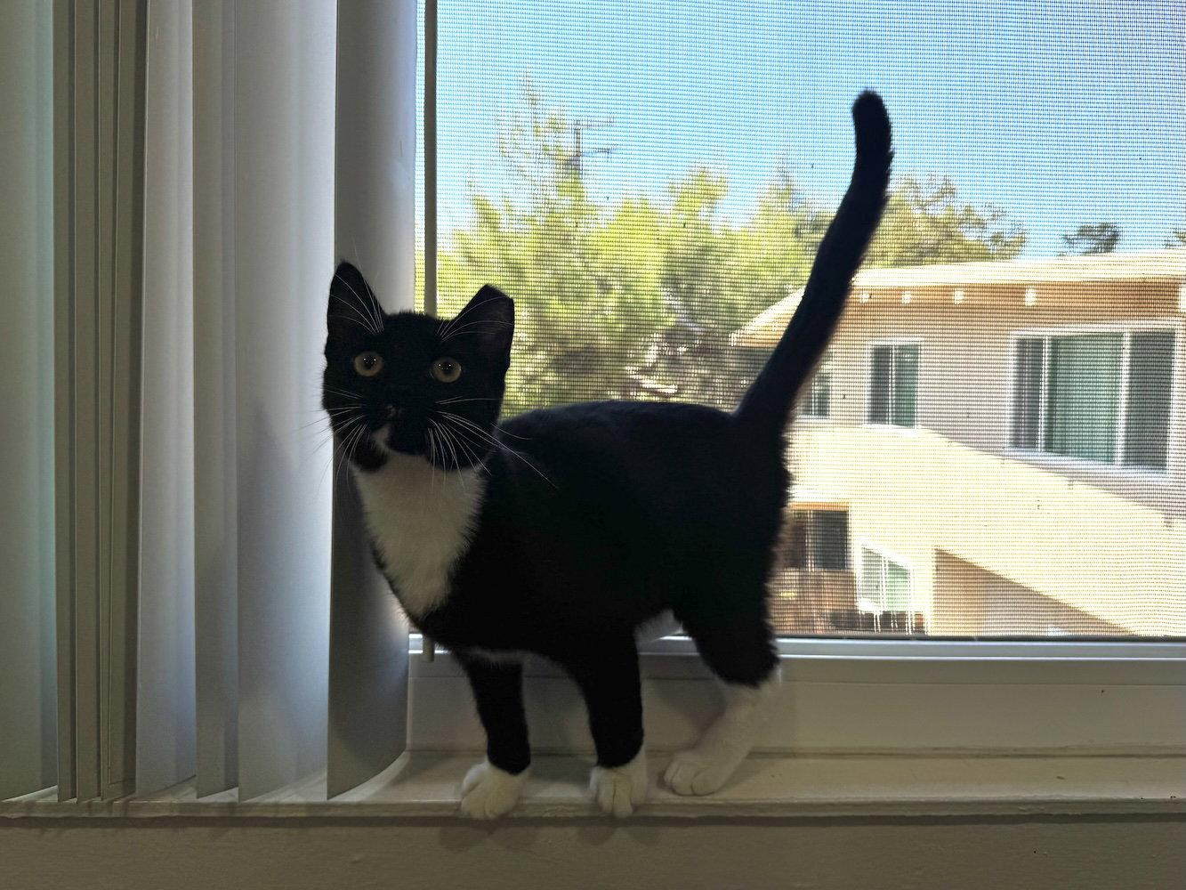 Enlarge Birch, a Adoptable Domestic Short Hair in San Jose, CA image 2/3
