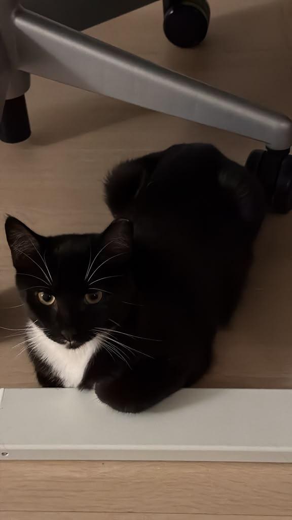 Enlarge Birch, a Adoptable Domestic Short Hair in San Jose, CA image 3/3