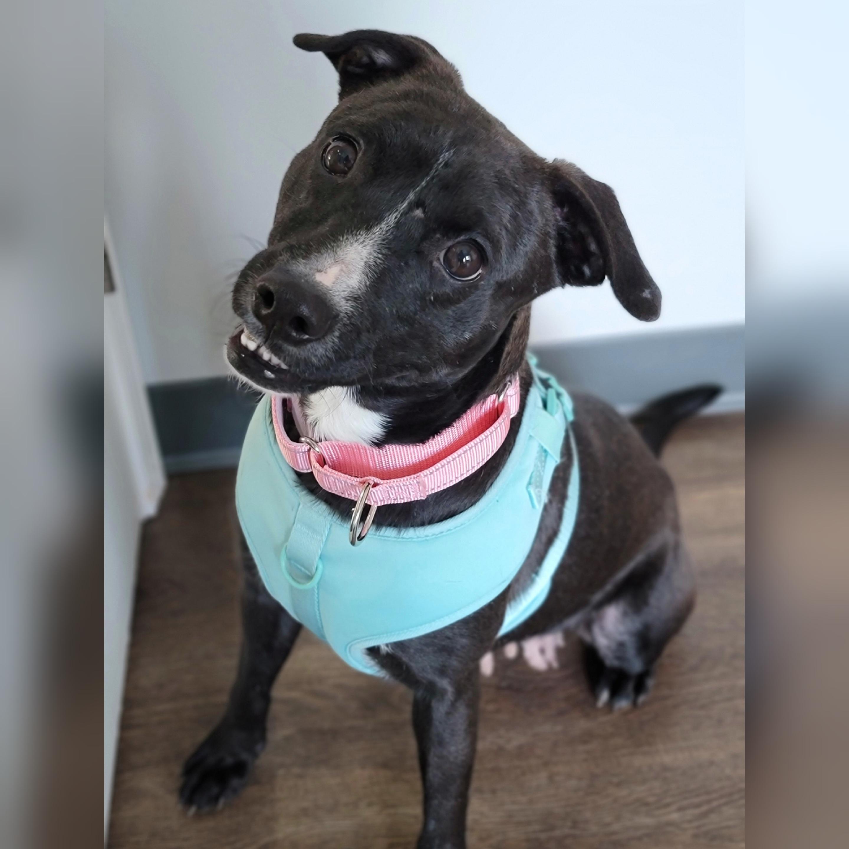 Enlarge Lil Suzi, an adopted Mixed Breed in Hornell, NY image 1/1