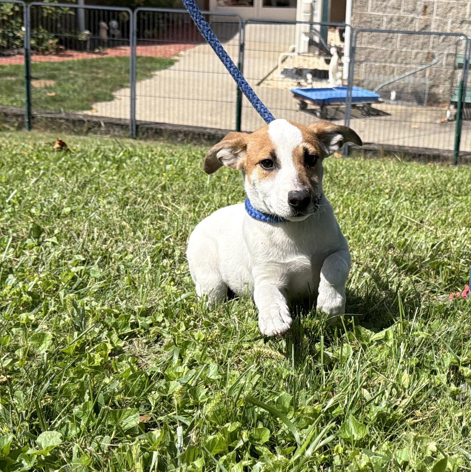 Enlarge Muffin, a Adopted mixed breed in Latrobe, PA image 2/4