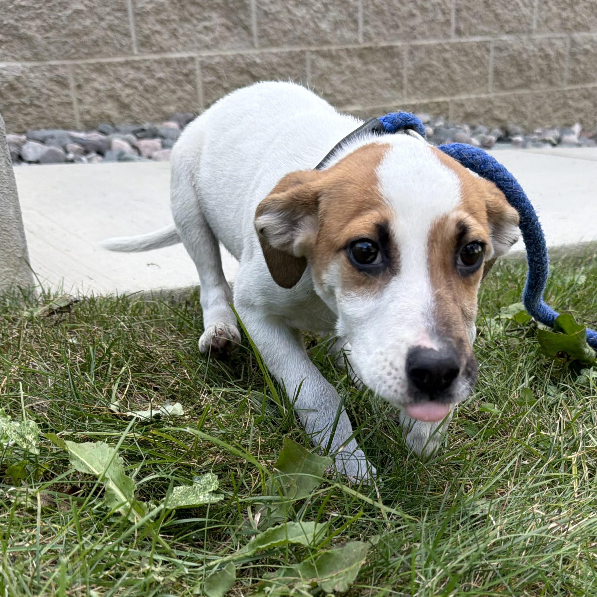 Enlarge Muffin, a Adopted mixed breed in Latrobe, PA image 4/4