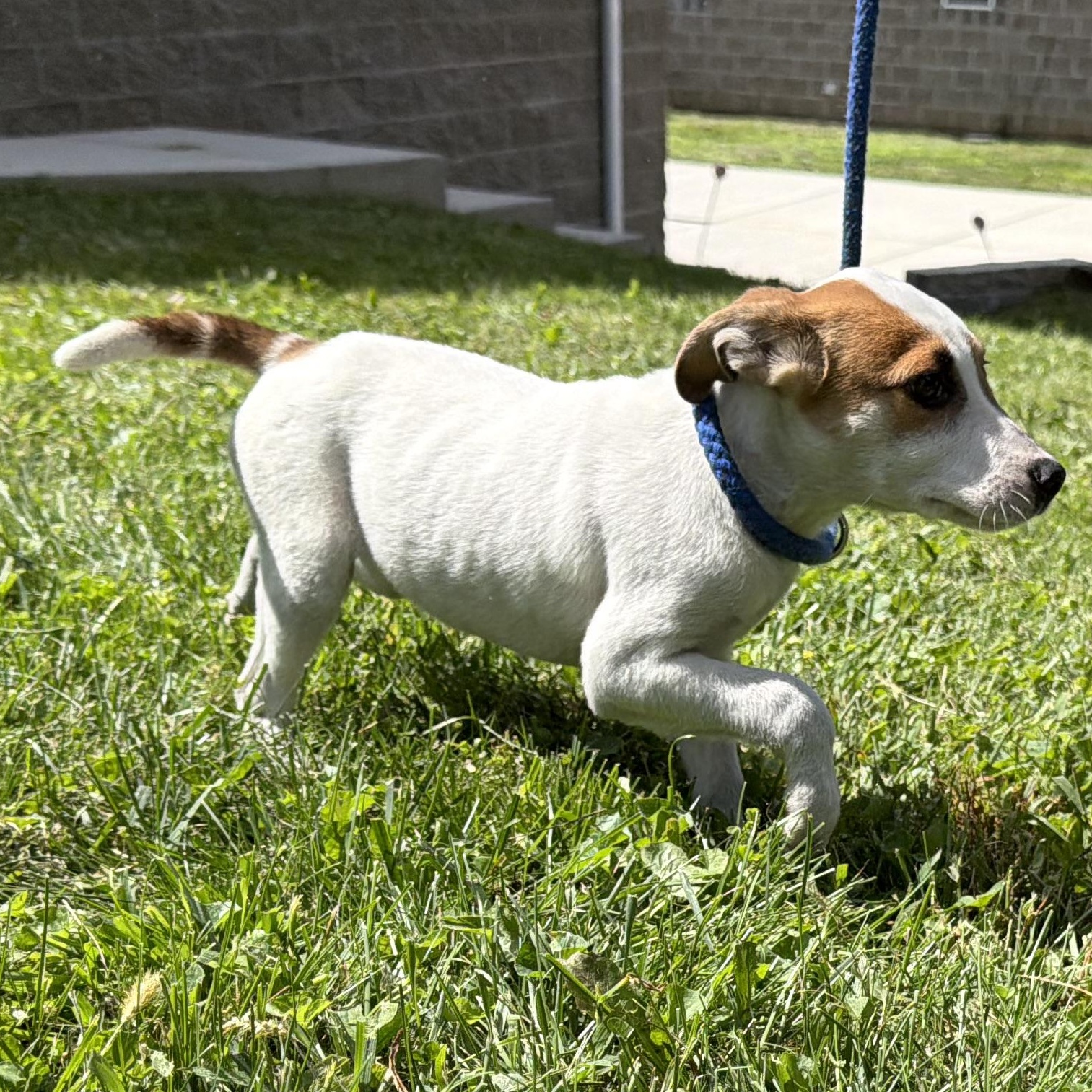 Enlarge Muffin, a Adopted mixed breed in Latrobe, PA image 3/4
