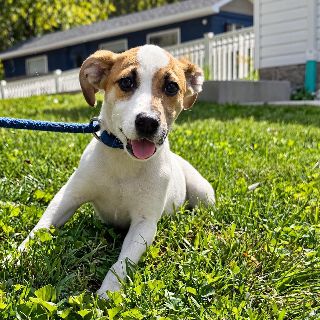 Muffin, Adopted, Puppy Female Jack Russell Terrier.