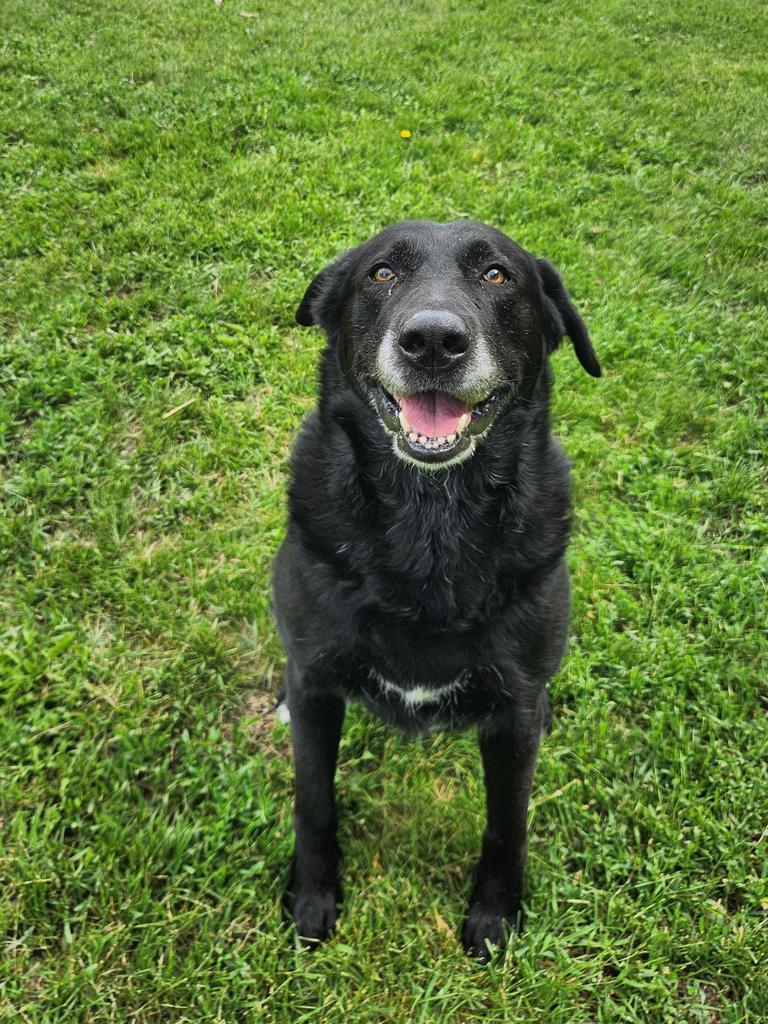 Louise, Adoptable, Adult Female Labrador Retriever.