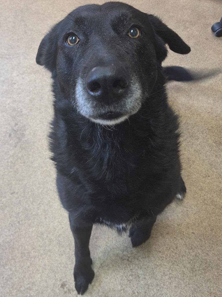 Enlarge Louise, a Adoptable Labrador Retriever in Grand Forks, ND image 2/2
