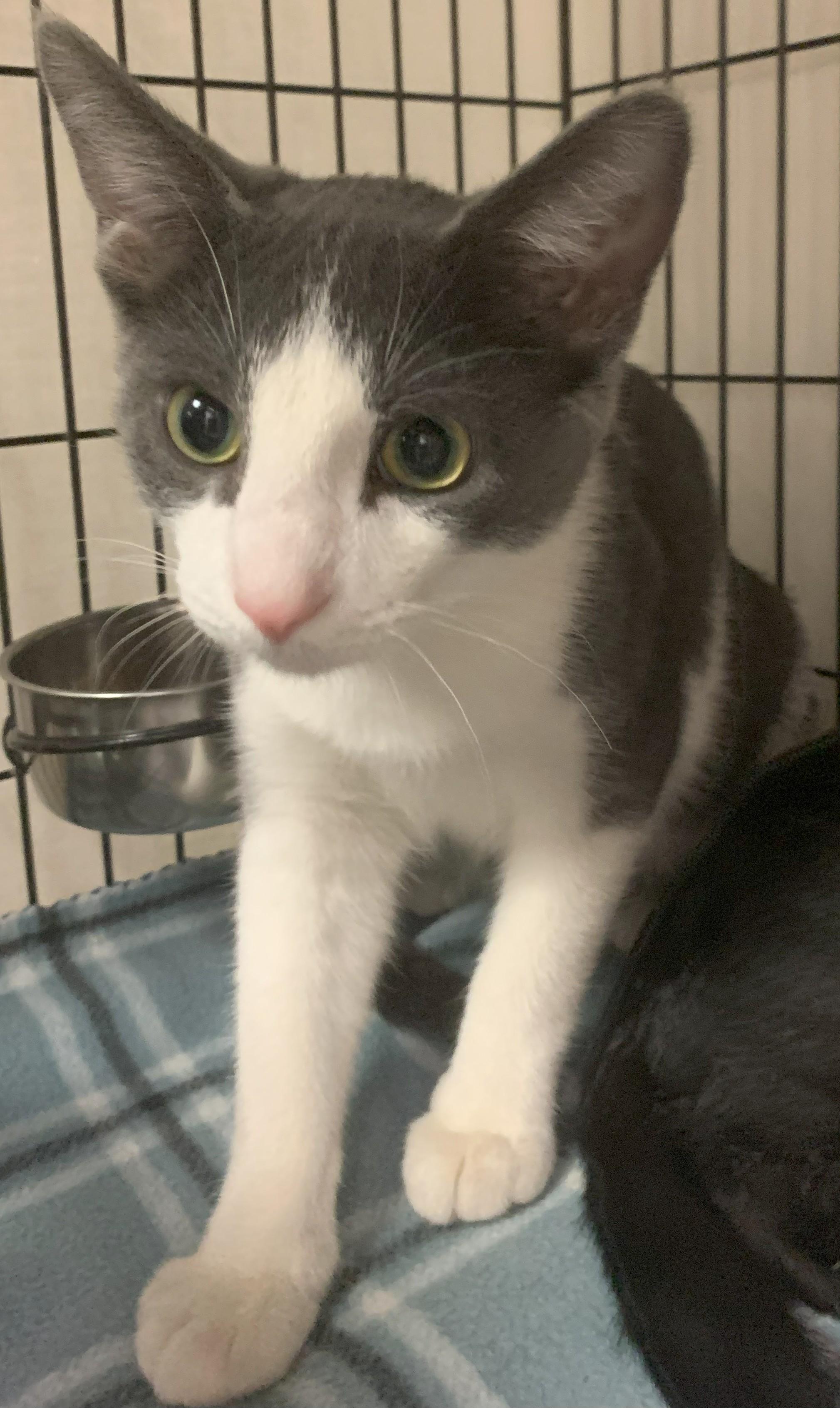 Knox25, Adoptable, Kitten Male Domestic Short Hair.