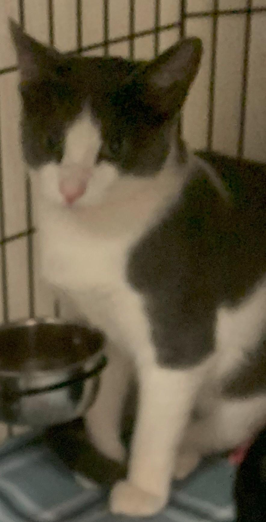 Knox25, a Adoptable Domestic Short Hair in Milwaukee, WI image 2/5