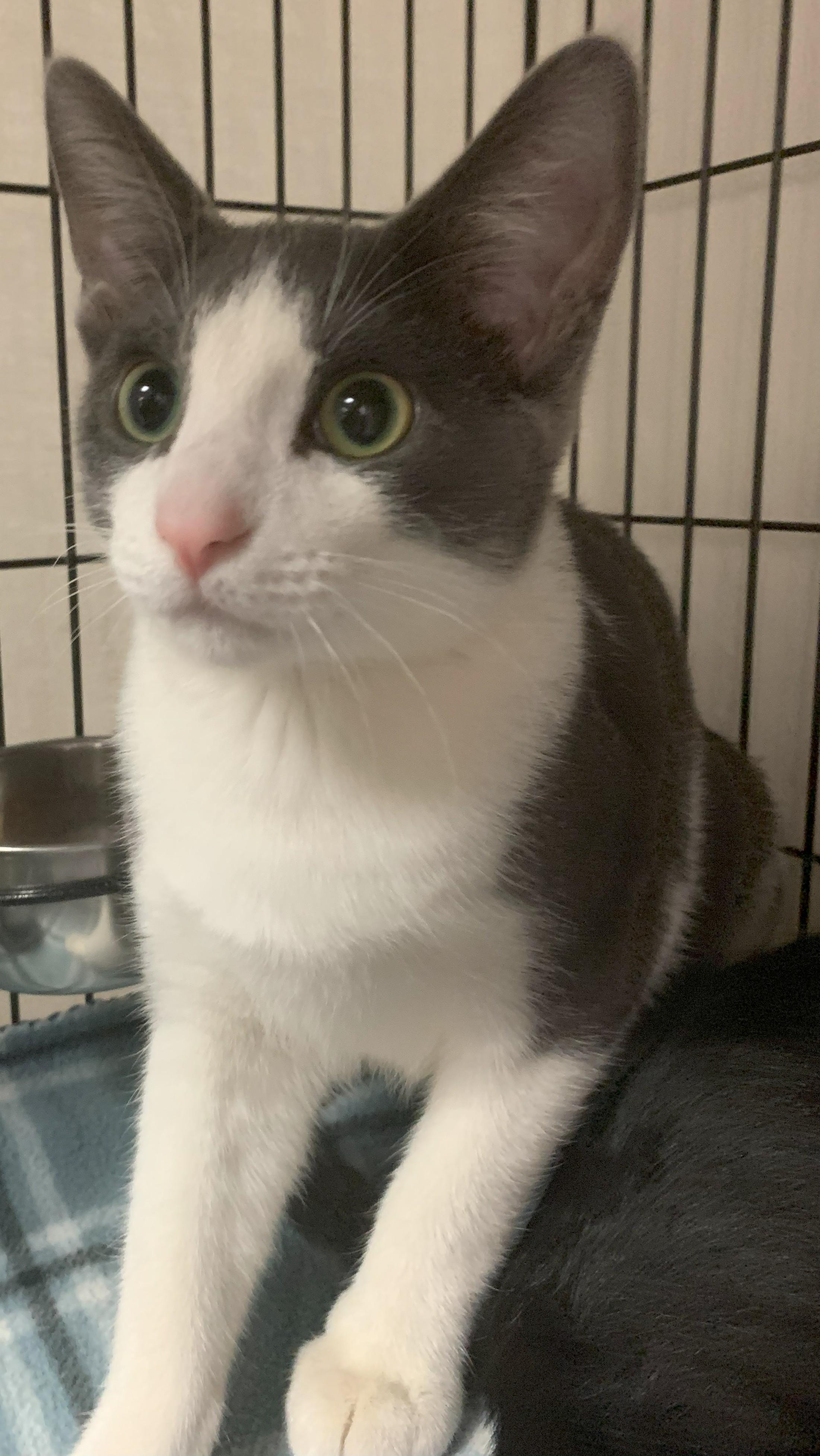 Knox25, a Adoptable Domestic Short Hair in Milwaukee, WI image 3/5