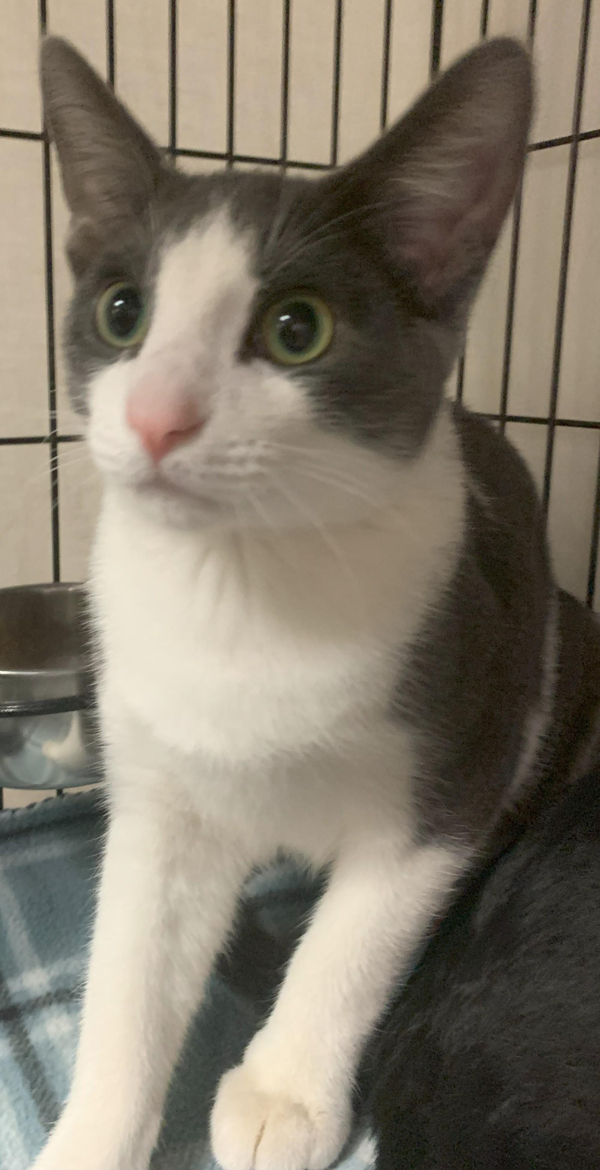 Knox25, a Adoptable Domestic Short Hair in Milwaukee, WI image 4/5