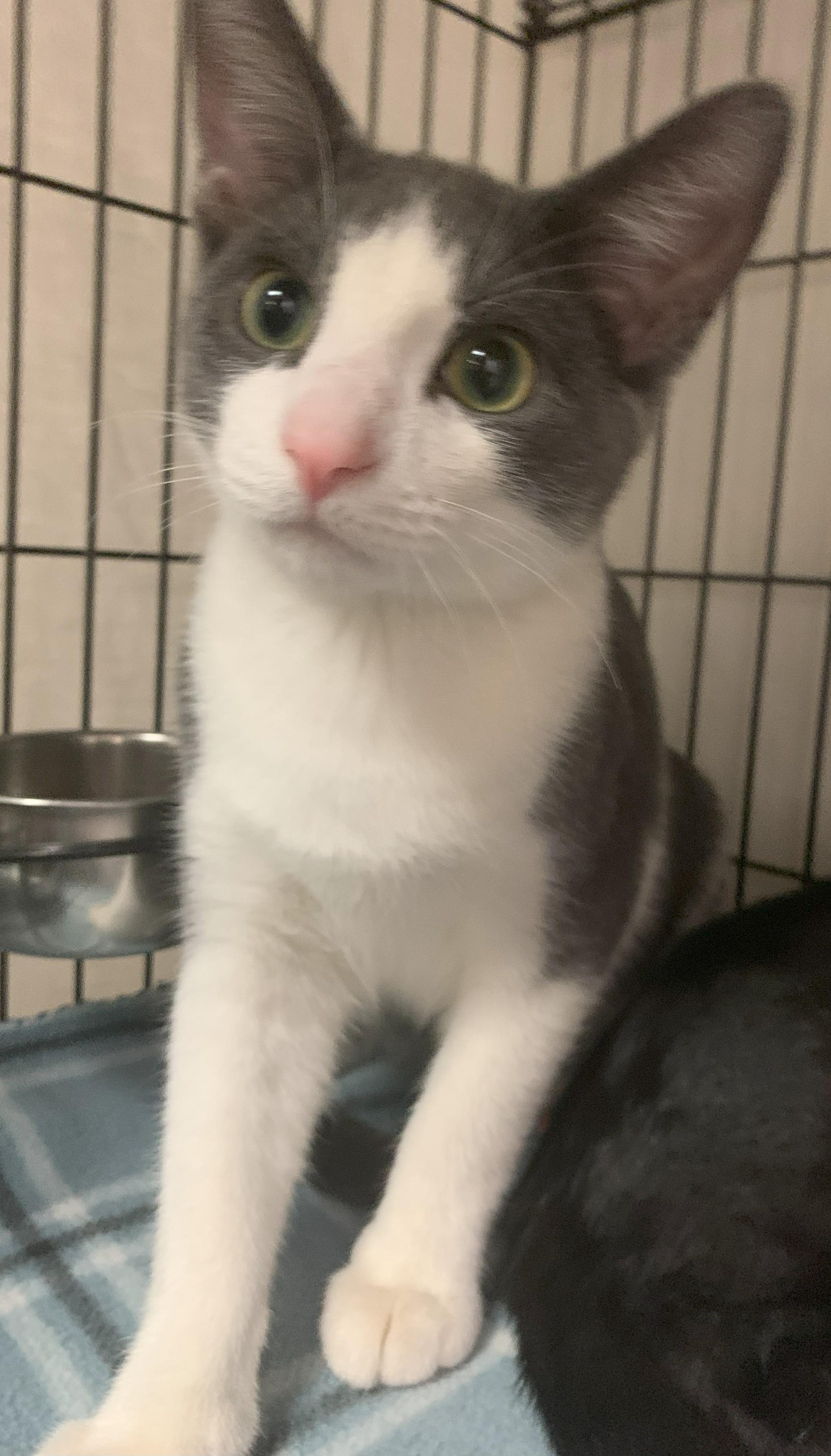 Knox25, a Adoptable Domestic Short Hair in Milwaukee, WI image 5/5